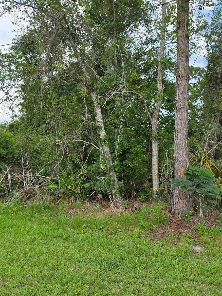 Build Your Dream Home this spacious lot in Deltona that is not in an HOA or Flood Zone!

This 0.25-acre homesite at 3227 Urmey Avenue in Deltona is ready for your vision! Situated in a no-flood zone and offering approximately 81 x 135 dimensions, this spacious parcel provides plenty of room for your custom home, outdoor living space, and more.

Electricity is available, making the building process even more convenient. Located in an established neighborhood, you'll enjoy the freedom of no HOA restrictions, so bring your RV, boat, trailer, or other toys without the extra fees and limitations.

Conveniently located near shopping, dining, schools, parks, and major roadways, this property offers the perfect balance of privacy and accessibility. Whether you're ready to build now or invest for the future, this lot presents an excellent opportunity in one of Deltona's growing areas.

Don't miss your chance to own a piece of Florida and create the lifestyle you've been dreaming of. Come explore the possibilities at 3227 Urmey Avenue, Deltona today!
All Realtor information and measurements are intended to be accurate, but are not guaranteed. Buyers and their agents are responsible for verifying all property uses, including zoning, schools, HOA restrictions, pet policies, measurements, leasing rules, and any other intended uses.