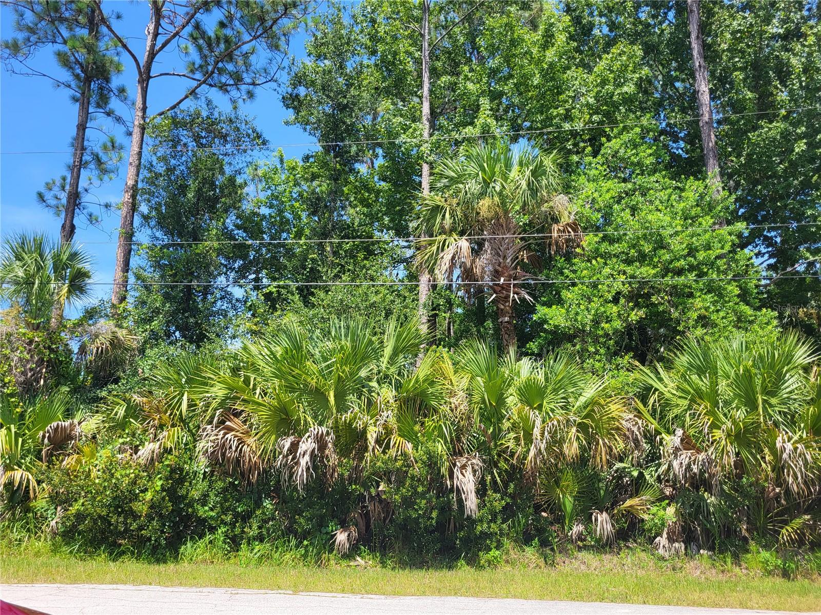 Build your Dream Home on this lot in Pine Grove. Conveniently located close to the Town Center, Shopping, Schools. Easy access to both  I-95 & US1   for commuting to Daytona  &  St. Augustine.