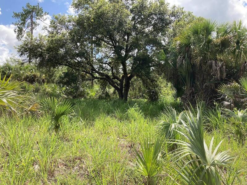 Beautiful 2.5 Acres in Rural Naples, Florida
More Than Land... A Place Full of Possibilities

Imagine owning a beautiful piece of Old Florida with mature trees, peaceful surroundings, and room to create the lifestyle you've always envisioned.

This 2.5-acre property in Rural Collier County (Naples, Florida) has been lovingly cared for and is currently part of a property where rescued animals are cared for. It is now available for its next chapter and allows an opportunity to own a unique piece of Florida countryside.

Property Highlights

2.5 beautiful acres in Rural Collier County

* Approximately 660 ft × 150+ ft
* Mostly cleared and ready for your vision
* Existing chain-link fencing
* Existing well on the property
* Mature oak trees, pine trees, and native Florida vegetation
* Survey available with staked corners
* Quiet dead-end road with very little traffic
* Short walk to a nearby canal
* Level terrain
* Convenient access to Naples, Ave Maria, Immokalee, Bonita Springs, Marco Island, shopping, dining, and medical services

Whether you're dreaming of building a country home, creating a family homestead, gardening, starting a small farm, or simply investing in Florida land, this property has exceptional potential in a peaceful rural setting.

The property has been a place of care, stewardship, and respect for both the land and the animals that have lived there. It is ready for a new owner who will appreciate its natural beauty and many possibilities.

Buyer should independently verify zoning, permitted uses, agricultural classification, utilities, well condition, environmental requirements, and all development possibilities with Collier County before purchase.