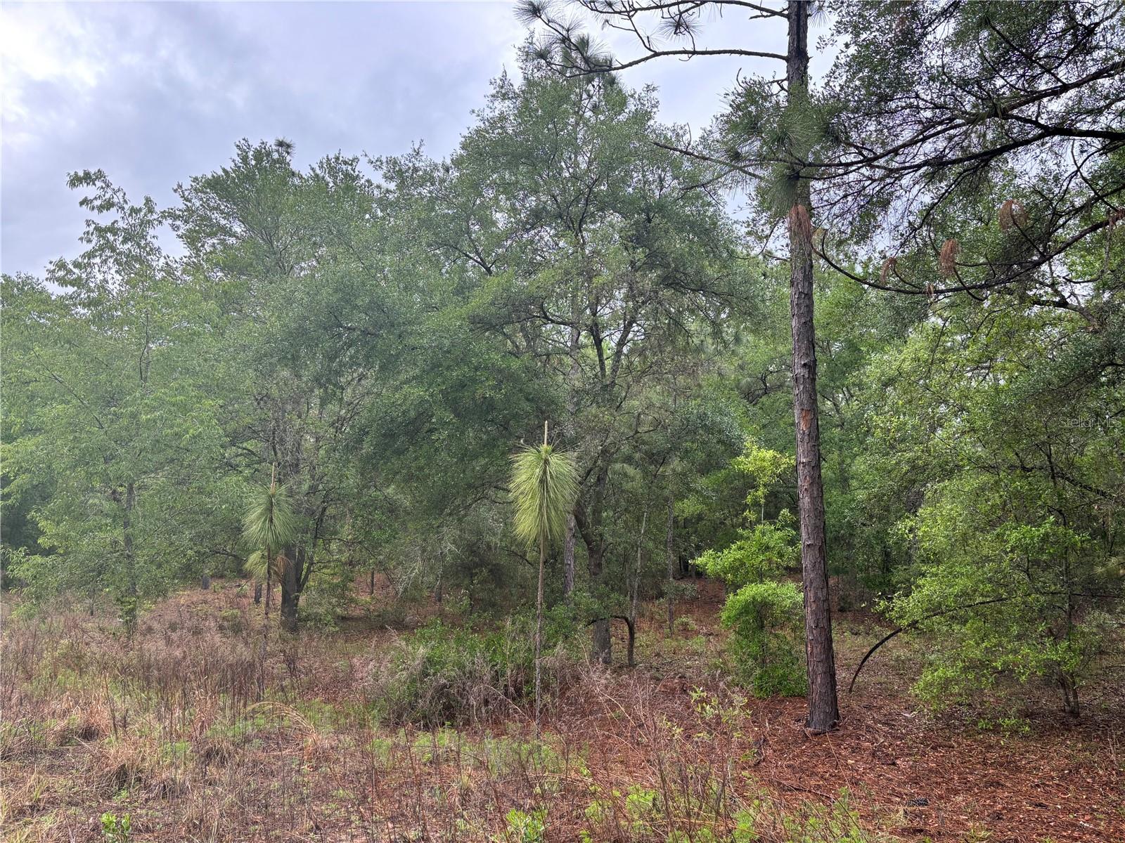 Come check out this prime building lot in Rainbow Park.  Situated at a quarter of an acre, this is a great lot for many investors.  Priced to sell.