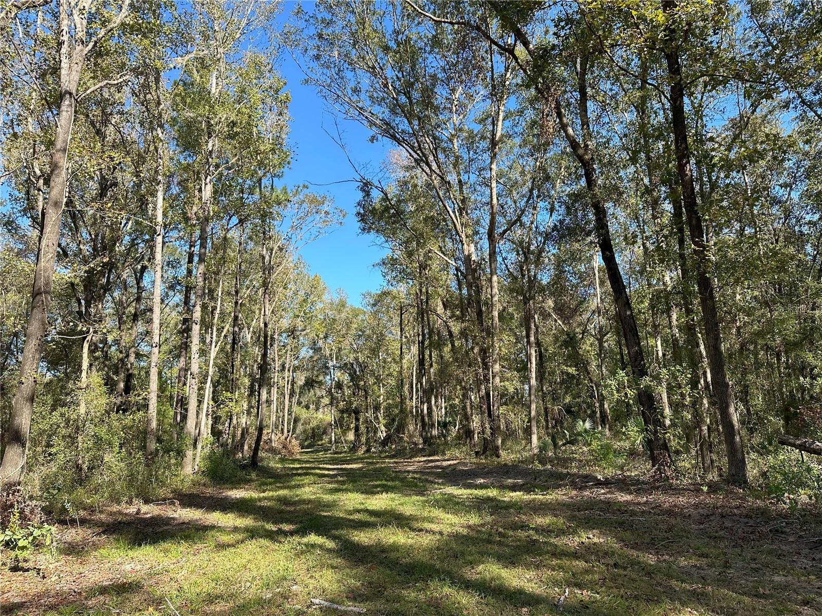 55ac in the heart of Horse Country. A Must SEE - First time on the market in 45 years. Beautiful large mature forests including century old Live Oaks, and towering Longleaf Pines. PAVED ROAD FRONTAGE. Gently rolling terrain. Less than 25 minutes from Ocala and Gainesville, Great Location. 5 minutes from the WEC Ocala Jockey Club (recently purchased by the owners of the World Equestrian Center), 25 minutes from the World Equestrian Center. See attached Brochure for maps. POTENTIAL OWNER FINANCING AVAILABLE. LA will show you all available inventory upon request.