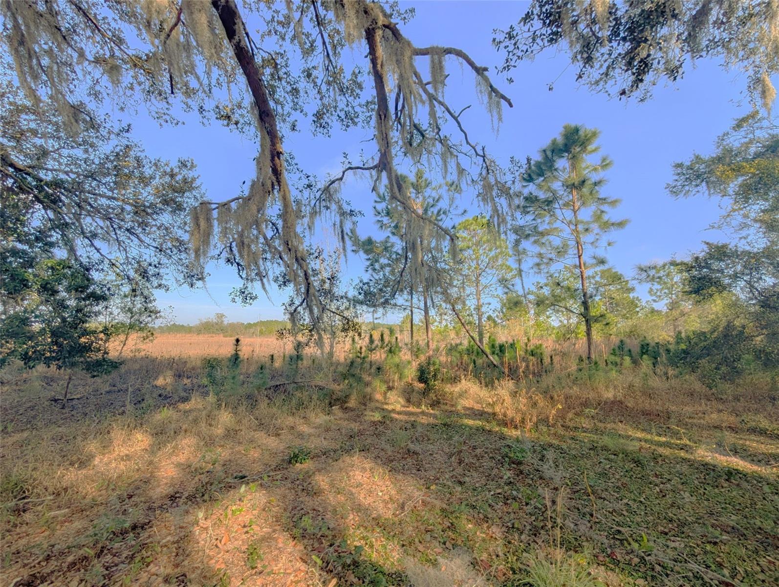 BLUE SPRING RESERVE - Land
