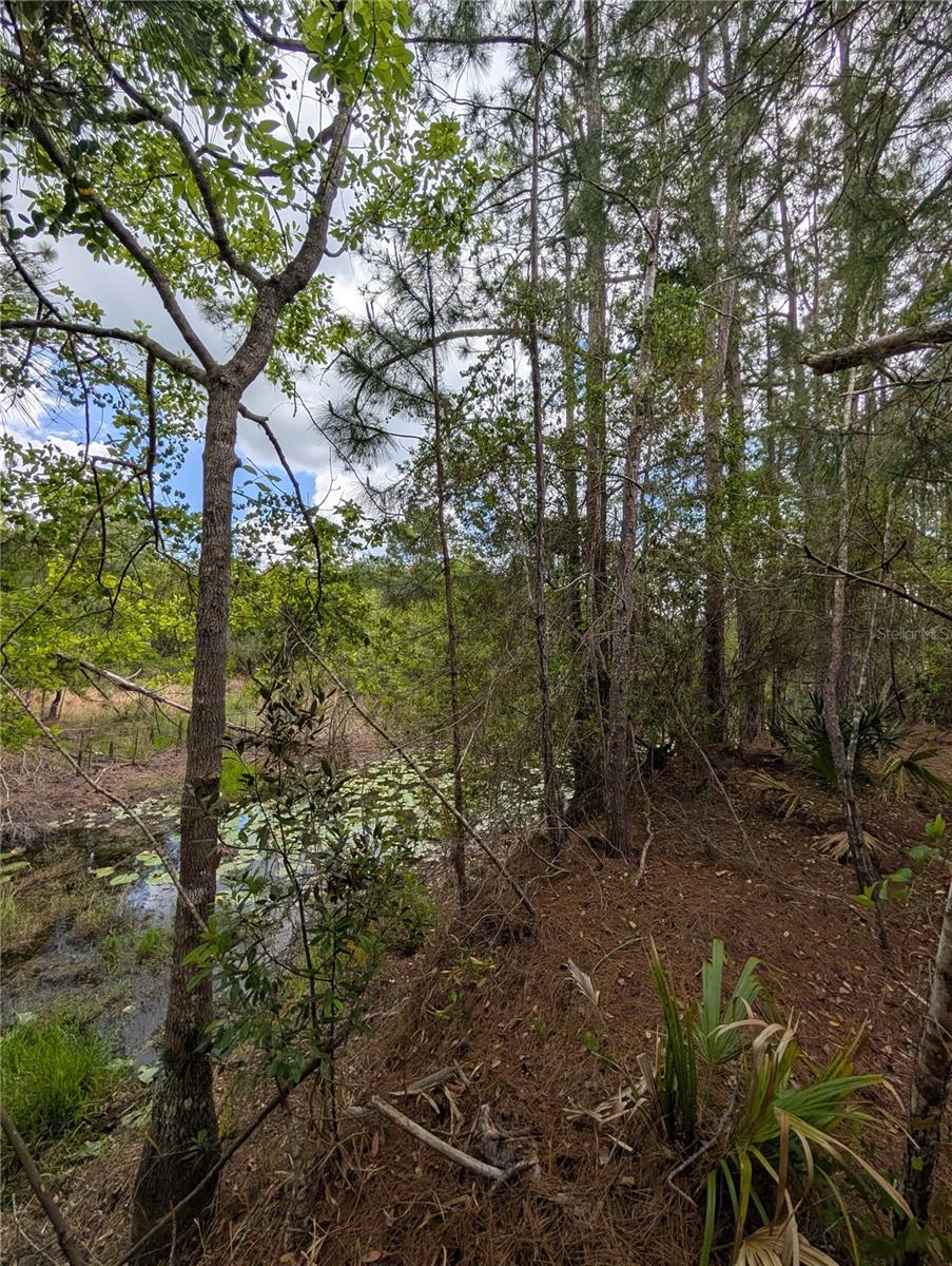 Vacant residential land located in Eustis, Lake County, offering approximately 4.75 acres according to public records. Property Appraiser records show approximately 2.25 acres classified as Vacant Residential and approximately 2.50 acres classified as Wetland. The property appears wooded and has no recorded improvements. Located on a dirt road with a peaceful rural setting. Great opportunity for buyers looking for acreage in the Eustis area. Buyer and buyer’s agent must independently verify zoning, buildability, wetlands, flood zone, road access, utilities, lot dimensions, frontage, environmental restrictions, and all county requirements.
