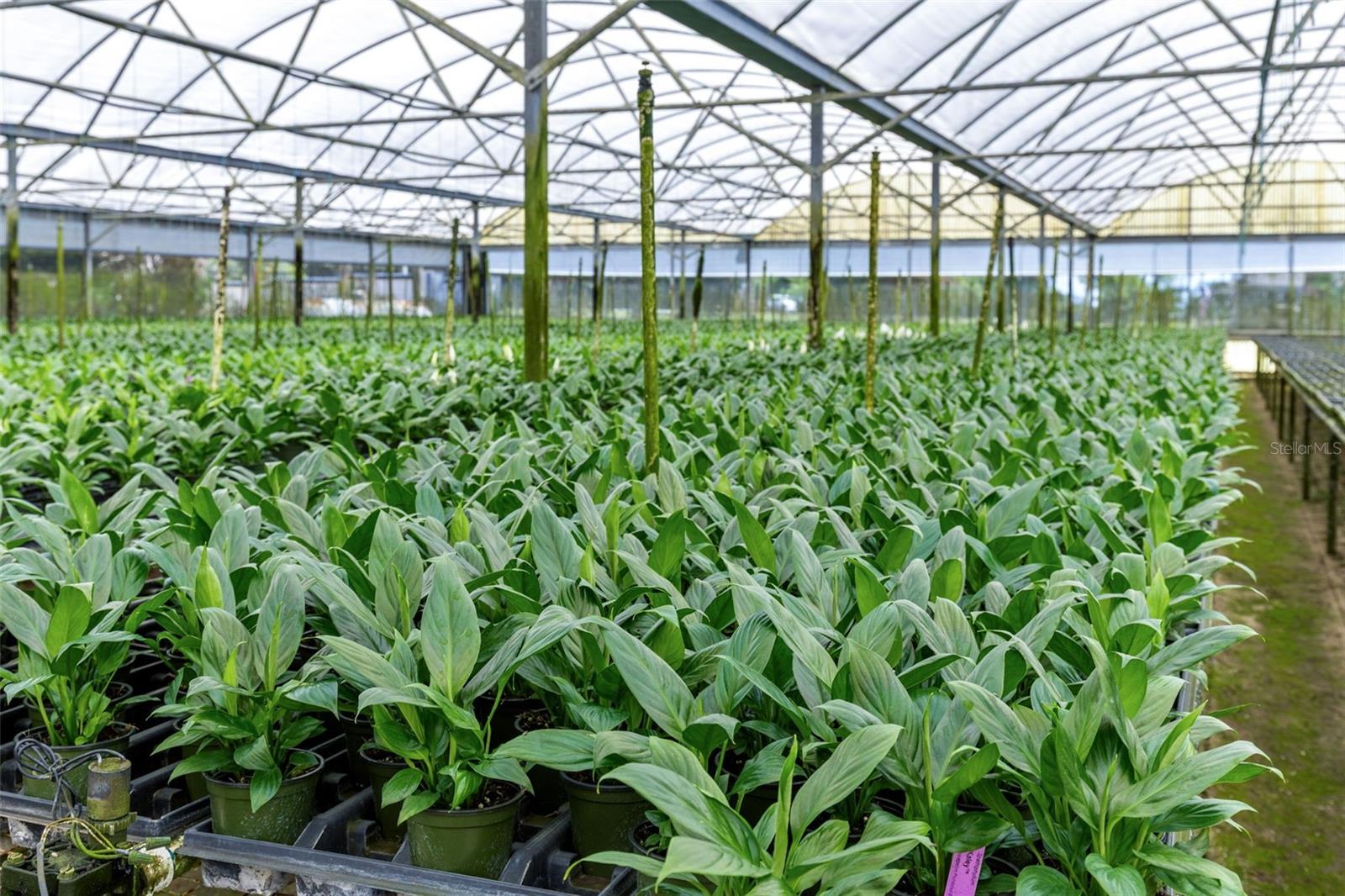 APSHAWA GROVES - Commercial Sale