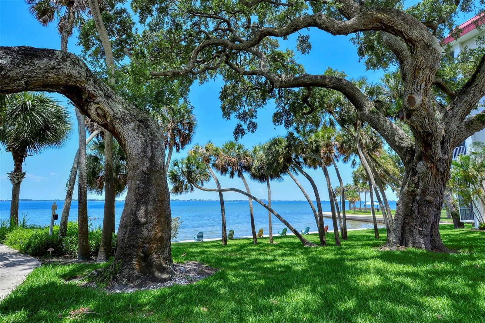 MOTIVATED SELLER!  DON'T MISS THIS OPPORTUNITY! This 1st floor end-unit directly faces Sarasota Bay and offers the ability to walk right out to the bayfront.  As the largest floor plan available in Bay’s Bluff, the residence spans the entire width of the building and, with its expansive windows, offers either sunrise or sunset views from every room - - - and wonderful cross breezes! * * * 
Nicely updated, this unit is move-in ready with some furniture included.  Hurricane-impact windows provide added peace of mind. The screened lanai is a wonderful place to sit, relax and watch the seabirds, sailboats, and breathtaking sunsets.  * * *  
Bay’s Bluff is a charming, pet-friendly mid-rise community. Are you a dog lover?  Imagine being able to take your dog out directly from your unit and walk with them along the bayfront. * * * The waterfront heated pool and grill area are ideal for hosting a sunset cocktail party or cookout. Or relax at the water’s edge in an Adirondack chair on the community’s 267-foot private seawall, where the soothing sounds of the bay will calm your mind and spirit. * * *  Location, location, location! Publix grocery is conveniently located just across the street; The Bay Park, Sarasota’s 53-acre cultural and waterfront destination, is only two blocks away; downtown Main Street is just one mile away, offering easy access to world-class dining, theaters, galleries and shopping; the Sarasota-Bradenton Airport is 4 miles away; and one of Sarasota’s many wonderful beaches lies just on the other side of the Ringling Bridge that you can see from the lanai. * * * Don’t miss this rare opportunity to own a premier bayfront residence in downtown Sarasota, with water views and a prime location.