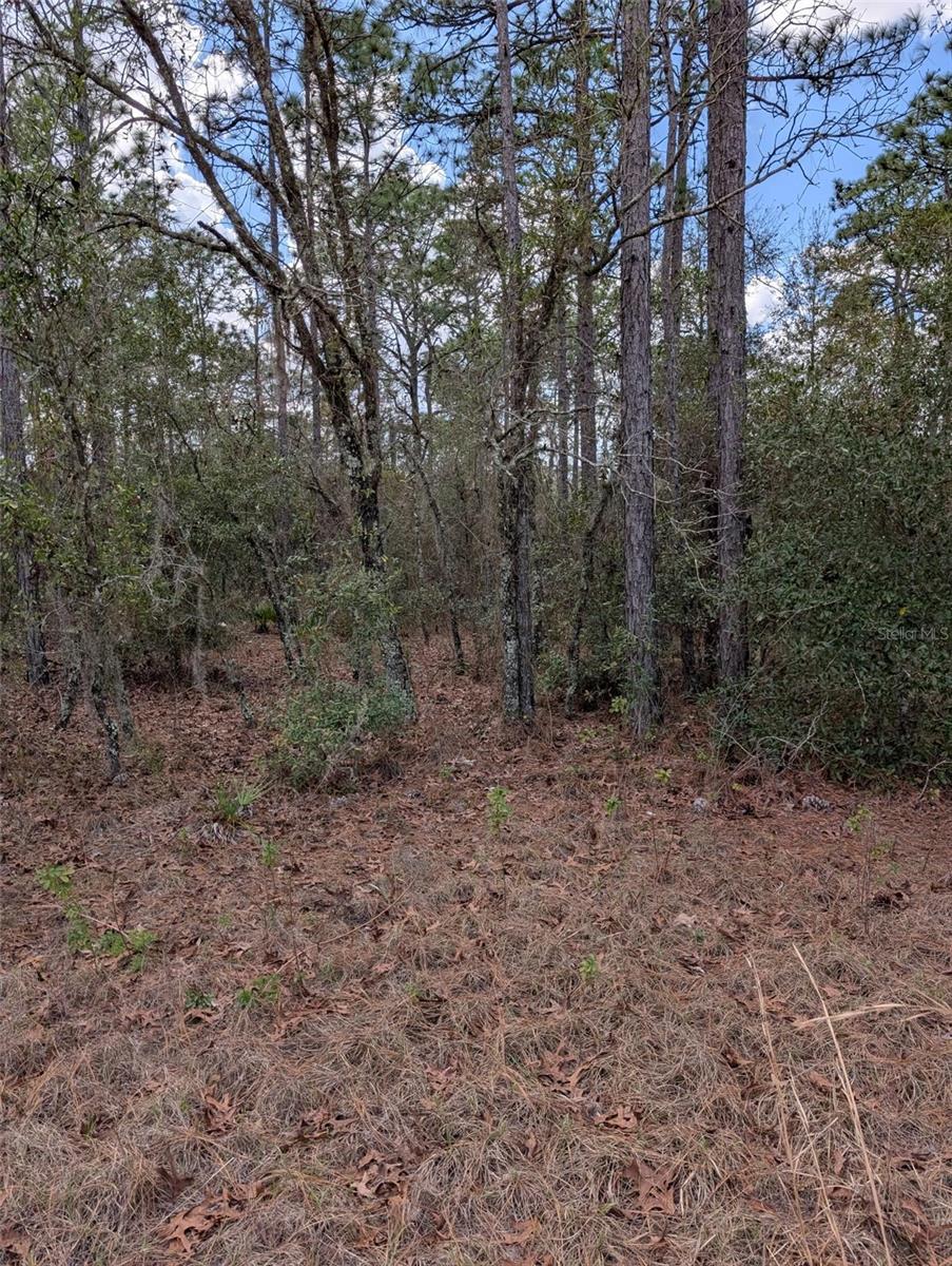 High and Dry 2.3 acres zoned A-1, perfect for your mini farm! Many nice trees. Mobile Homes Allowed. There are 2 tracts, each is 2.3 acres for $99,000.