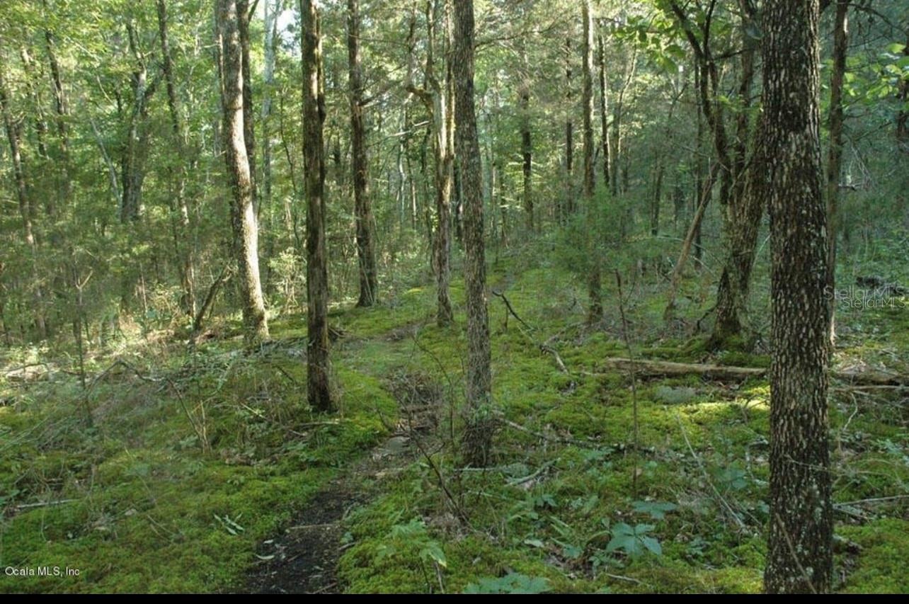LAKE WEIR HEIGHTS - Land