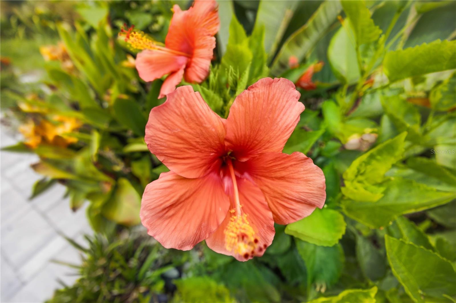 MANASOTA GARDENS - Residential