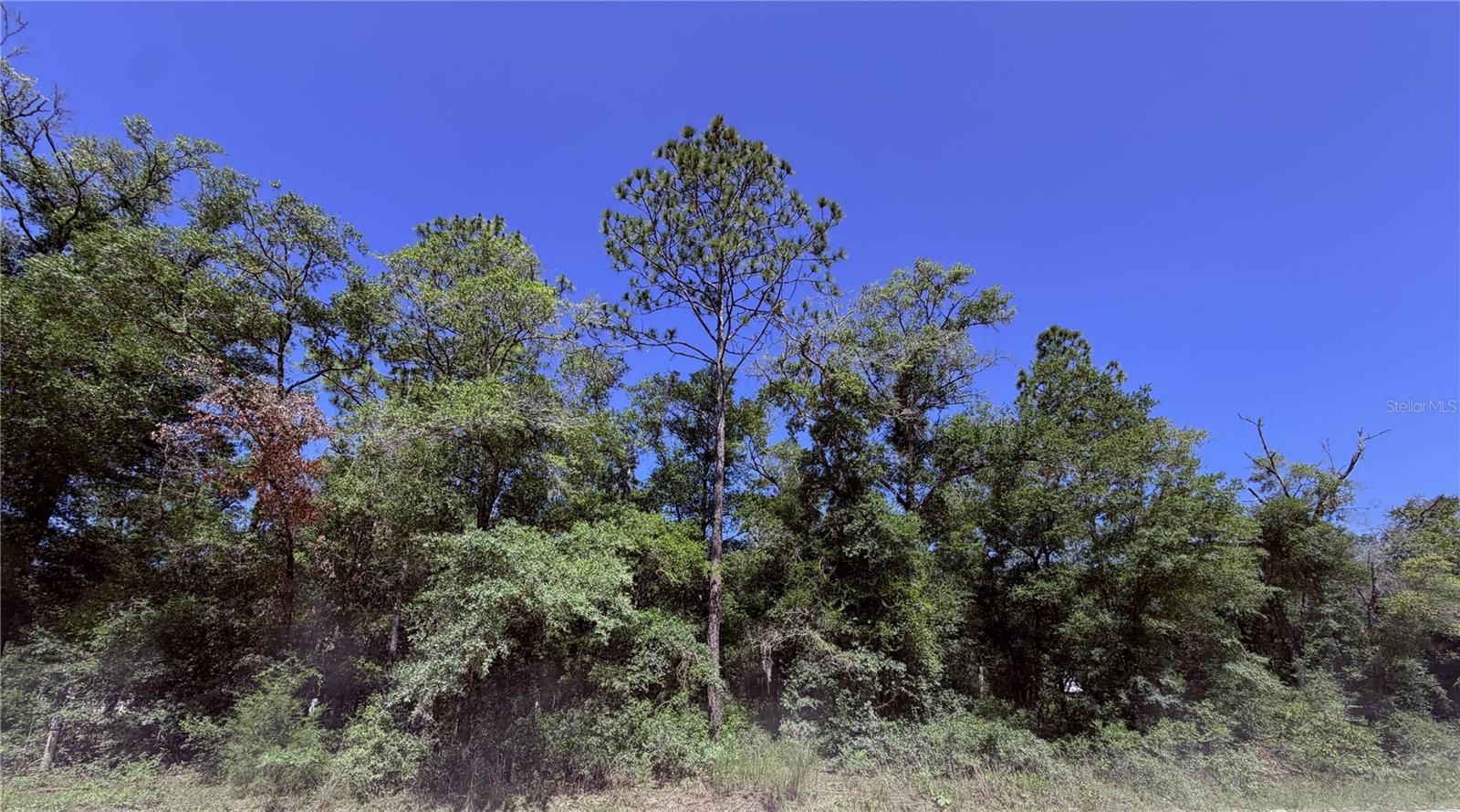 Great opportunity to own 2.34 acres in Bronson, FL. This vacant residential lot offers a peaceful wooded setting with public road access and plenty of potential for a future homesite or investment. Located in Levy County, the property provides a quiet rural feel while still being within reach of Gainesville, Archer Road/SR 24, and local amenities.