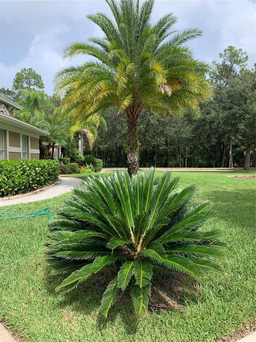 TAMPA TECHNOLOGY PARK WEST PRCL - Residential