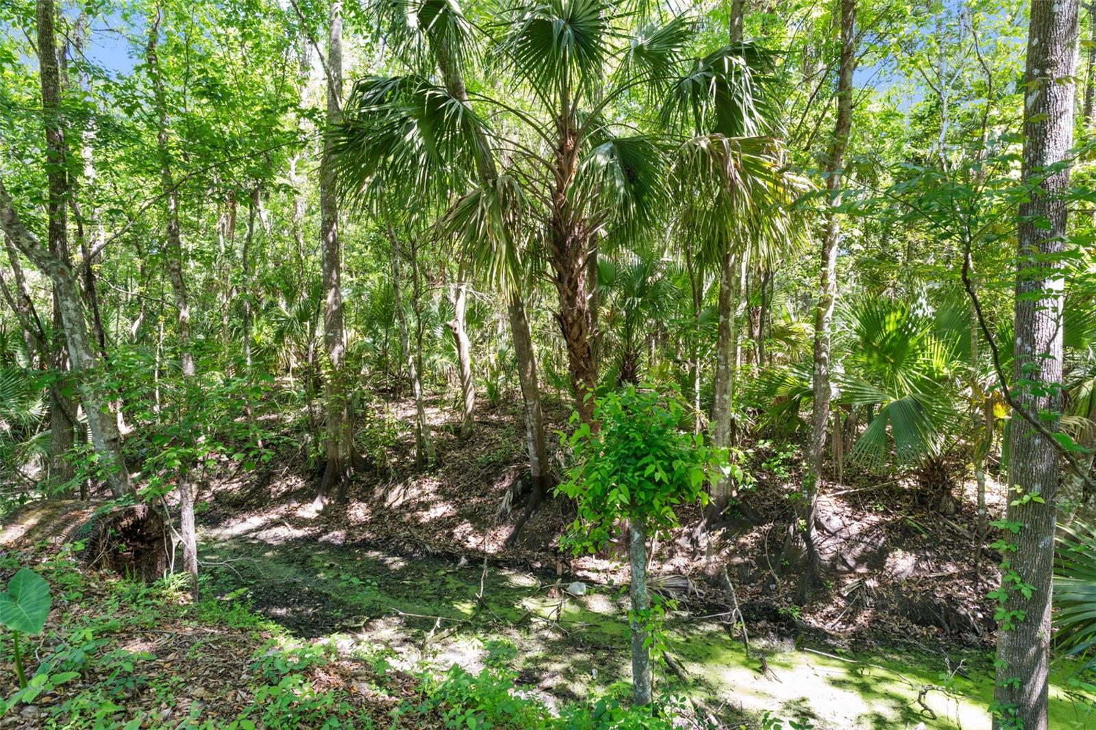 OLIVE PALM COMMUNITY - Residential
