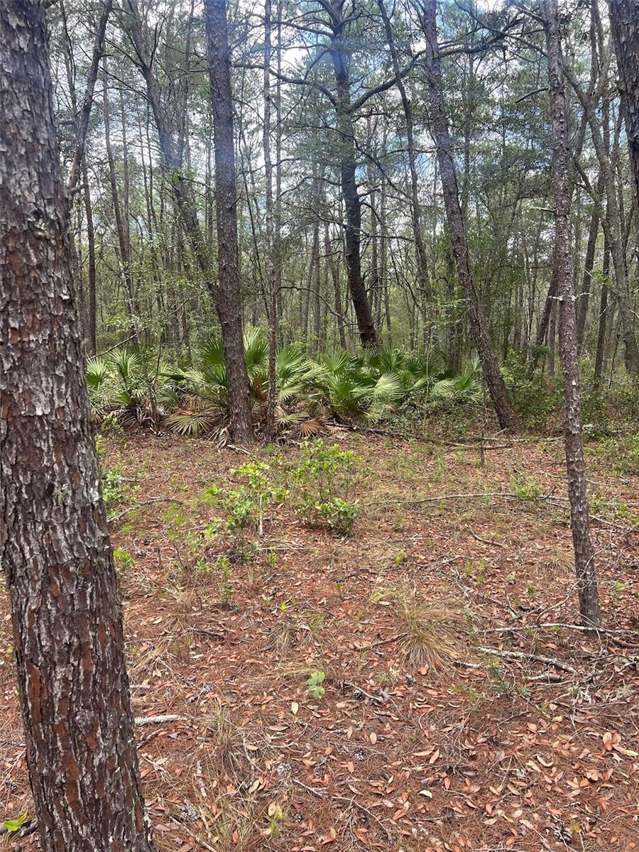 INTERLACHEN LAKES ESTATES - Land