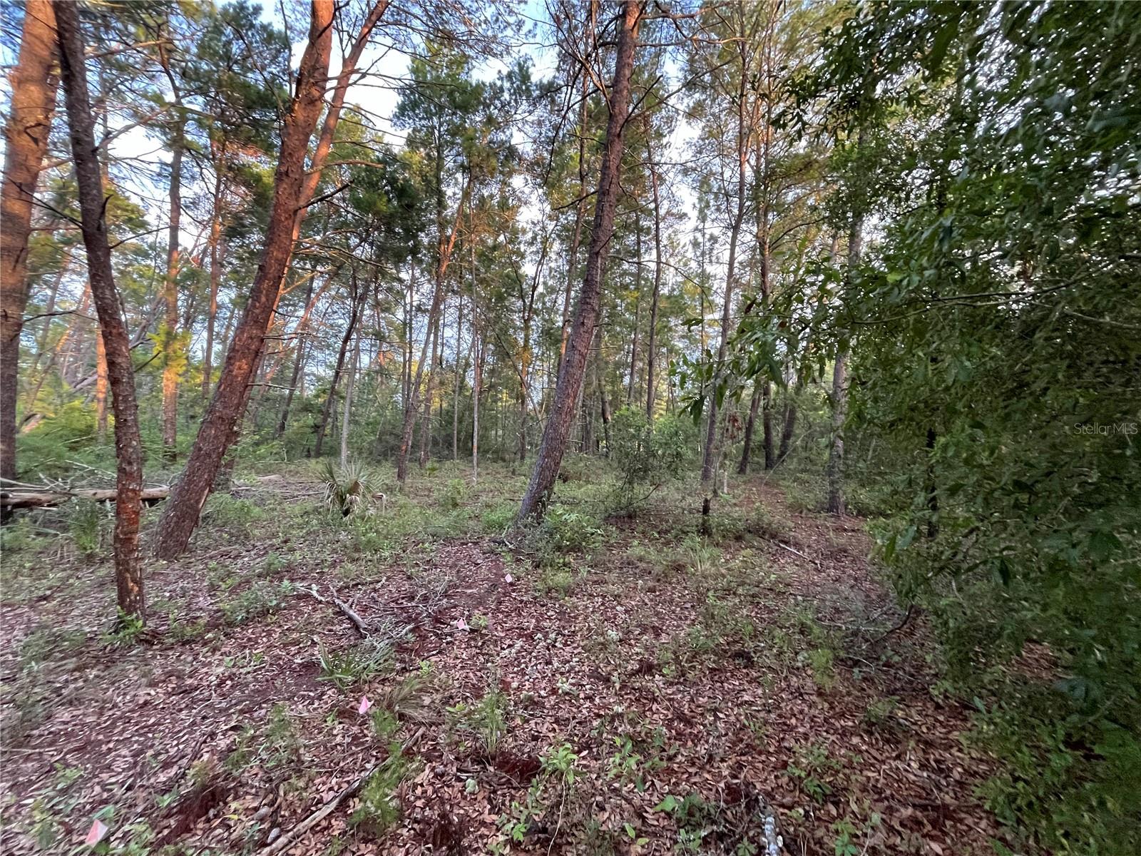 Owner financing is available!! Build or bring your mobile home to this stunning oversized 0.40 acre lot in the growing city of Interlachen. With power lines already in place, accessing electricity is a breeze. Located within minutes of schools, restaurants, diners, and parks. An easy commute to Gainesville or Palatka and less than an hour from the beach. Investing in land in Florida is a wise choice for your future, whether you're looking to build your dream home, a vacation getaway, a rental property, or simply let the land appreciate as a valuable long-term asset to resell at a profit in the future.