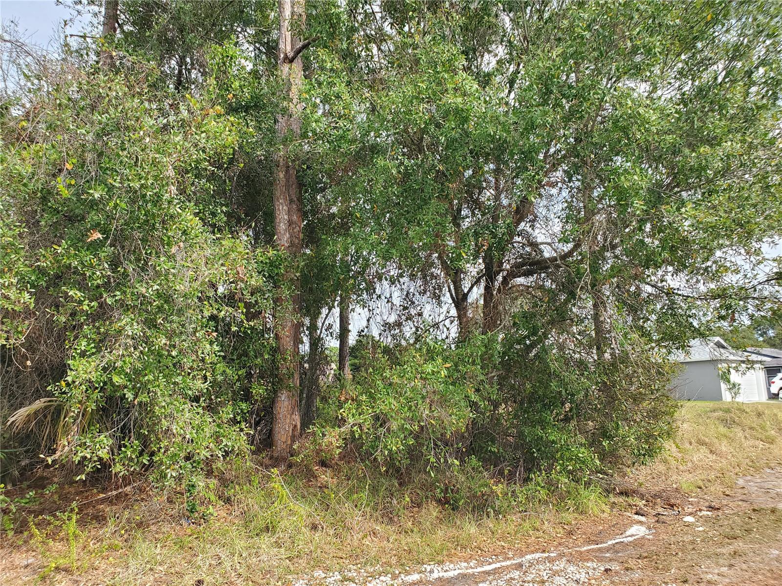 PRICE IMPROVEMENT ON THIS GREAT PROPERTY TO BUILD YOUR FLORIDA DREAM HOME IN PINE VILLAGE OF PORT ST LUCIE!  THIS HOMESITE IS PARTIALLY CLEARED AND IN A BOOMING COMMUNITY CLOSE TO A WIDE VARIETY OF SPECIALTY SHOPS, RESTAURANTS, WALMART, SAMS AND ALDI'S IS WITHIN 1 TO 5 MILES. DAVE & BUSTERS IS ALSO NEARBY FOR GREAT FAMILY FUN & FOOD. THERE IS SO MUCH TO DO YOU WON'T RUN OUT OF PLACES TO GO FOR MANY YEARS TO COME. NEW HOMES ARE GOING UP THROUGHOUT THE AREA, EVEN ONE NEW HOME GOING UP RIGHT NOW NEXT TO THIS PROPERTY TO THE LEFT OF THE FRONT VIEW AND A NEW HOME WAS RECENTLY COMPLETED ON THE RIGHT SIDE OF THIS HOME SITE. THIS IS A GREAT TIME TO MAKE THE MOVE AND BEGIN YOUR FUTURE TODAY. CALL FOR ADDITIONAL INFORMATION BEFORE THIS OPPORTUNITY PASSES YOU BY!