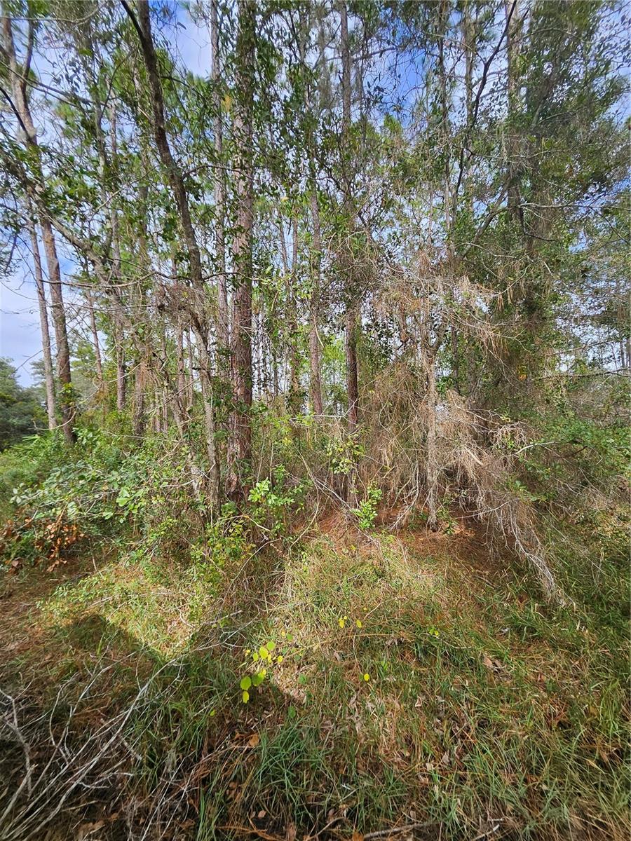 IF YOU LIKE PRIVACY THIS IS IT! BRING YOUR FRIENDS, FAMILY AND HAVE YOUR OWN PERSONAL COMPOUND. PLENTY OF ROOM IN THE LAKES FOR YOUR JETSKIS, TAKE YOUR HORSES SWIMMING, FISHING, CATCH MR. BIG BASS. YOU CAN BUILD SEVERAL HOUSES ON THIS PROPERTY. IT IS IN THE MIDDLE OF DELTONA BUT IS GOVERNED BY VOLUSIA COUNTY, ALL QUESTIONS AND REGULATIONS NEEDS TO BE FOLLOWED BY VOLUSIA COUNTY. SIDE BY SIDES, 4 WHEEL DRIVES, 4 WHEELERS, ARE ALL WELCOME. THIS PROPERTY HAS 8 PARCELS IN TOTAL. THEY ARE ALL DIFFERENT SIZES BUT TOGETHER ADD UP TO 73 +- ACRES. ONE DIRT ROAD GOES TO THE BEGINNING TO THE END OF THE PROPERTY.