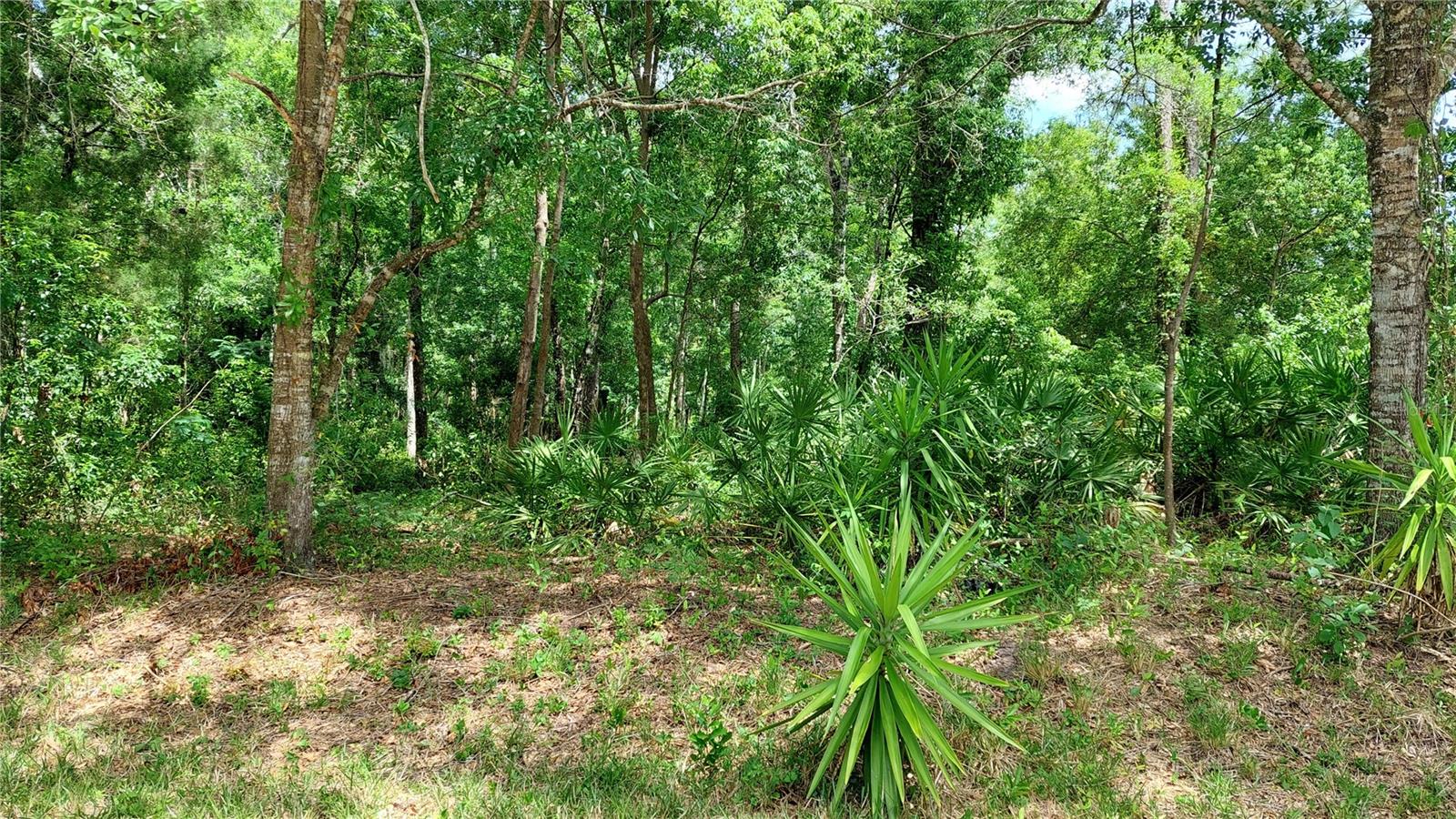 1 Acre of blank canvas and open opportunities awaits you... Build your next investment home or your forever home... This Land Connects to 3 different roads. Located close to the Beautiful Park on a lake with recent upgrades to the play ground and a sandy beach with pavilions. Plenty of stores and shopping nearby. This piece of land is in a good central location to many of the great things central Florida has to offer. Less than an hour drive in any direction and you could be at the number 1 ranked Clearwater beach or a dozen of other beautiful sandy beaches. In the heart of Tampa, the sports capital of the US enjoying all the things Tampa has to offer. Saint Petersburg is also within an hour or head north to the popular destinations of Weeki Wachee and enjoy the mermaids and dozens of fresh water spring attractions. Lots of Development going on in the area... Buy this land, join the party and start building your future.