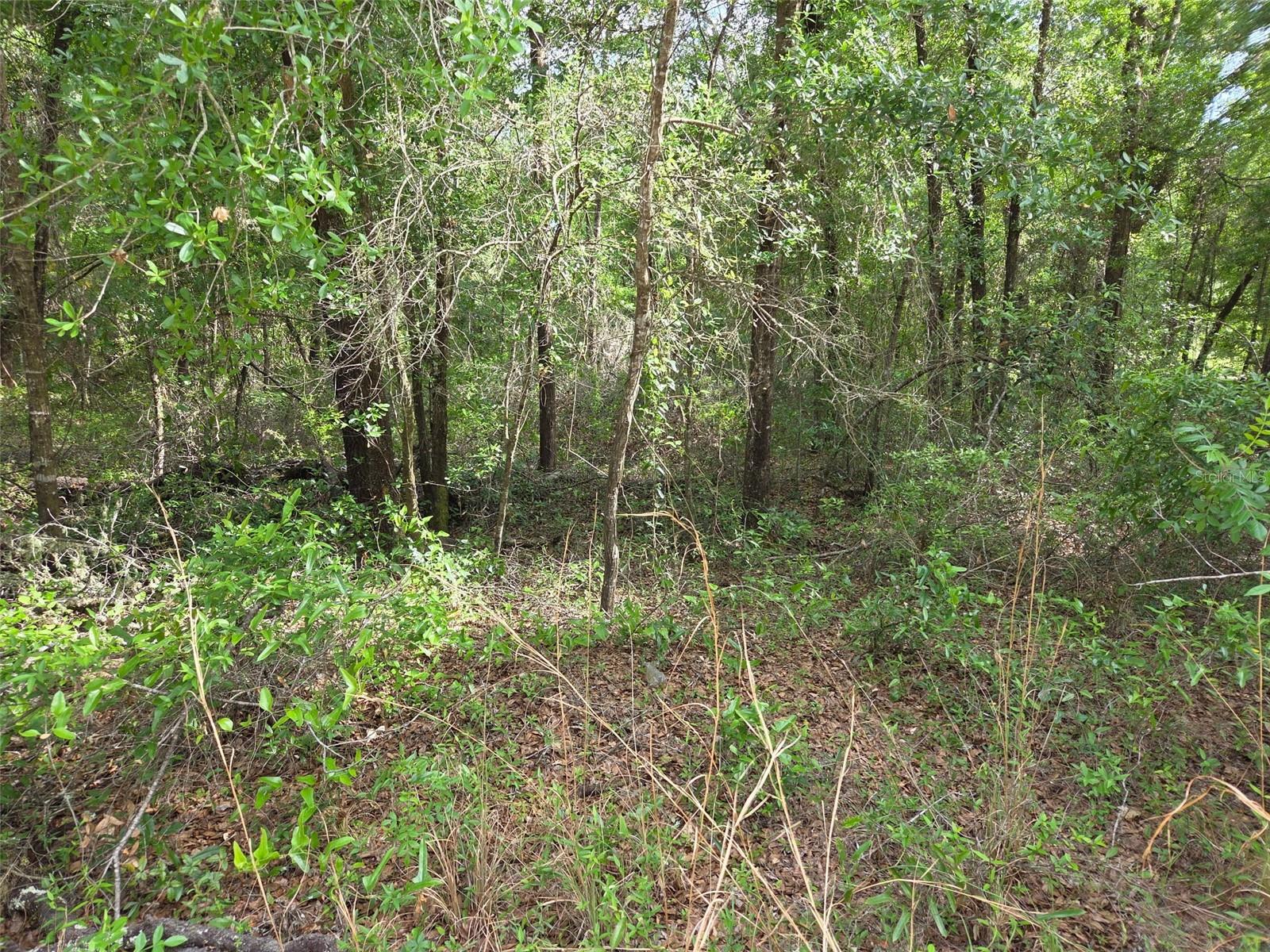COUNTRY CORNER 1.25 ACRE LOT - NO FLOOD ZONE OR HOA.  Beautiful lot with great potential to build on or have a manufactured home. Quiet area with lots of oaks and pine trees. The roads are dirt so someone with a truck would be good. Close to Gainesville, Ocala, Chiefland area. Also known as horse county if you like horse events there is Black Prong Equestrian Center and Resort, HITS within 30 minutes and also World Equestrian Center in Ocala. Shopping in Bronson or Williston also schools, salons and restaurants. If your looking for the country feeling this is the place for you!