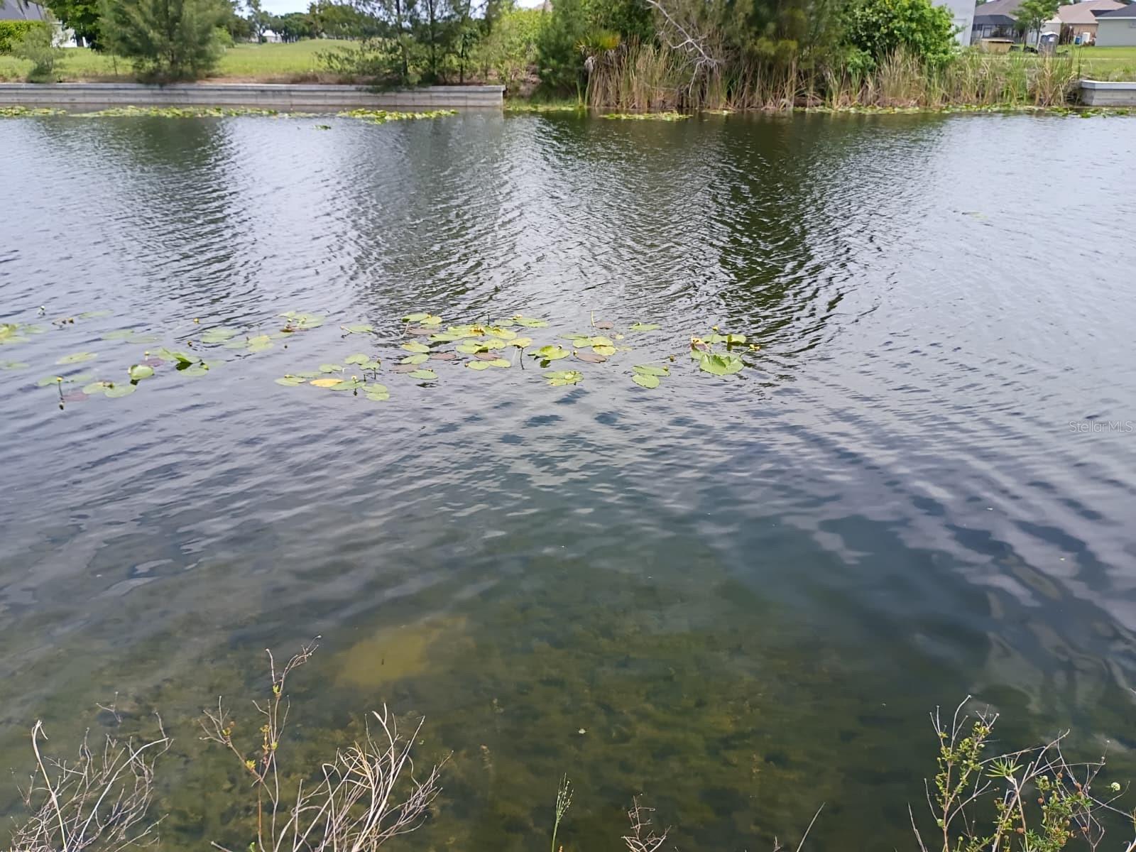CAPE CORAL - Land