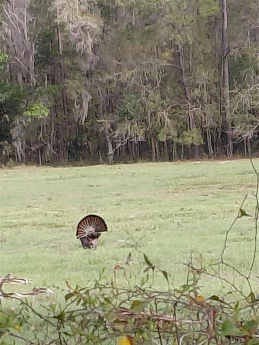 SPRING HAMMOCK ACRES - Residential