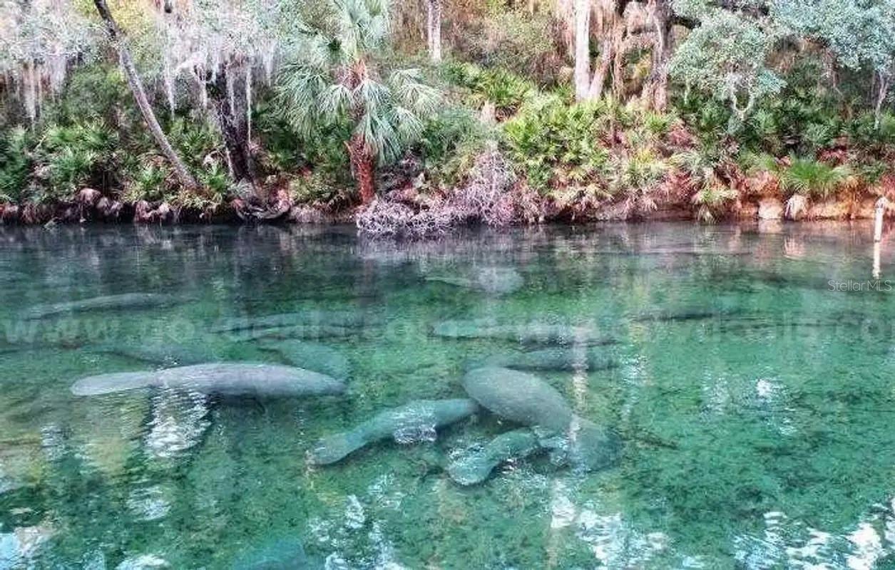 Three vacant residential lots located near Werley Trail in DeLand, just minutes from Blue Springs State Park. Combined size is approximately 75 x 100 (7,500 sq ft), with no HOA and very low taxes. Wooded lots offering privacy and potential for outdoor recreation or future construction. Excellent investment opportunity. Buyer must verify zoning, utilities, and restrictions with Volusia County. Sold As-Is. Cash offers or possible owner financing accepted.