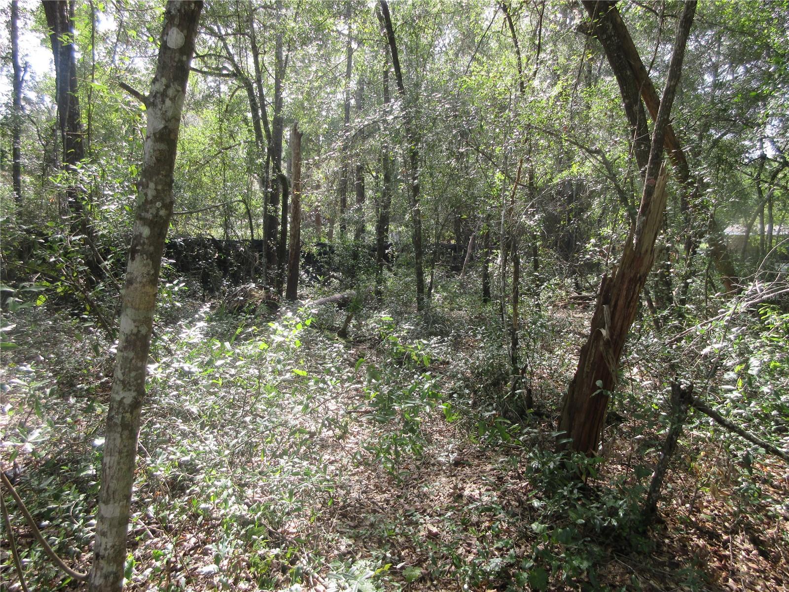 OLD BUCK - Land