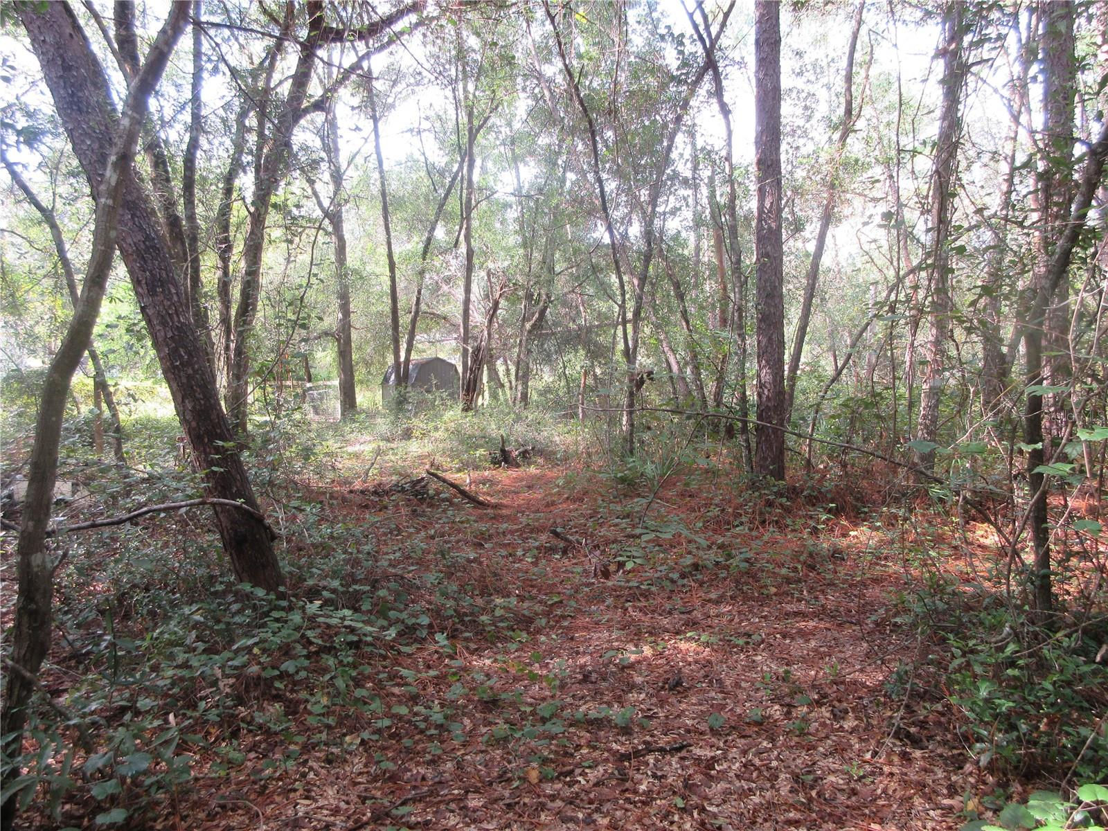 Semi-secluded quiet .29 acre wooded lot located just 1000 feet away from the Ocala National Forest entrance trail! The lot is zoned R-4 for either a mobile, stick built, or concrete block home. No HOA! If you need an extra large lot for your home, garage, and toys, this is it! The lot dimensions are 100x125. A great buy for just $14,900. Also, if you need more land, the adjoining Lot 70 (MLS#OM711563) is also available. Its the same size (100x125). Both lots would give you .58 acres. You can have both lots for $29,800. This vacant lot is located in the Ocala National Forest which affords you almost a ½ million acres of forest to roam, 600 lakes, 2 rivers, Juniper Springs, Silver Glen Springs, Salt Springs, swimming, skiing, Big BASS Fishing, Boating, Camping, Hiking, Horse back riding and some of the best ATV riding anywhere. Daytona Beach is just 1 hour away. Let the fun begin! You need it!