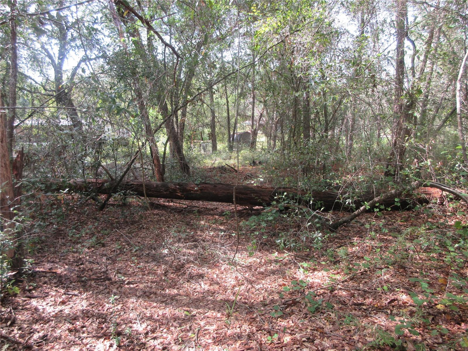 OLD BUCK - Land