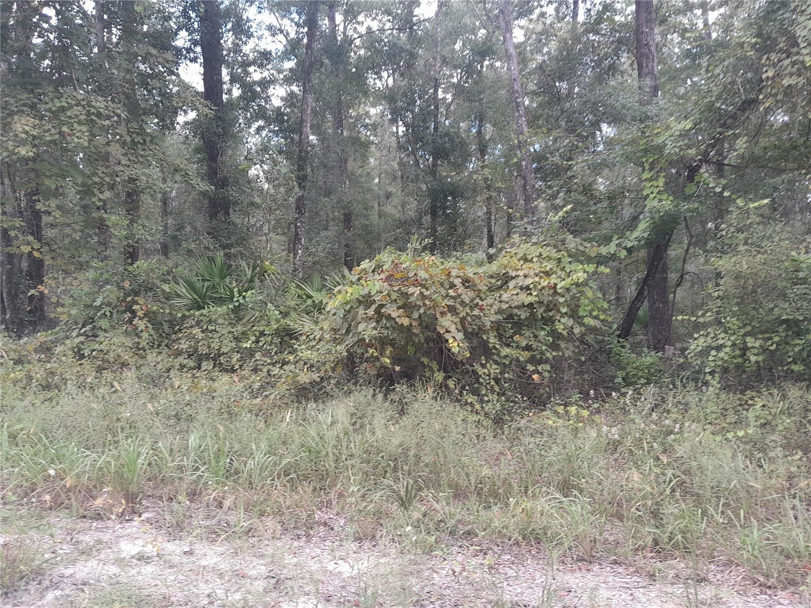 HICKORY HAMMOCK - Land