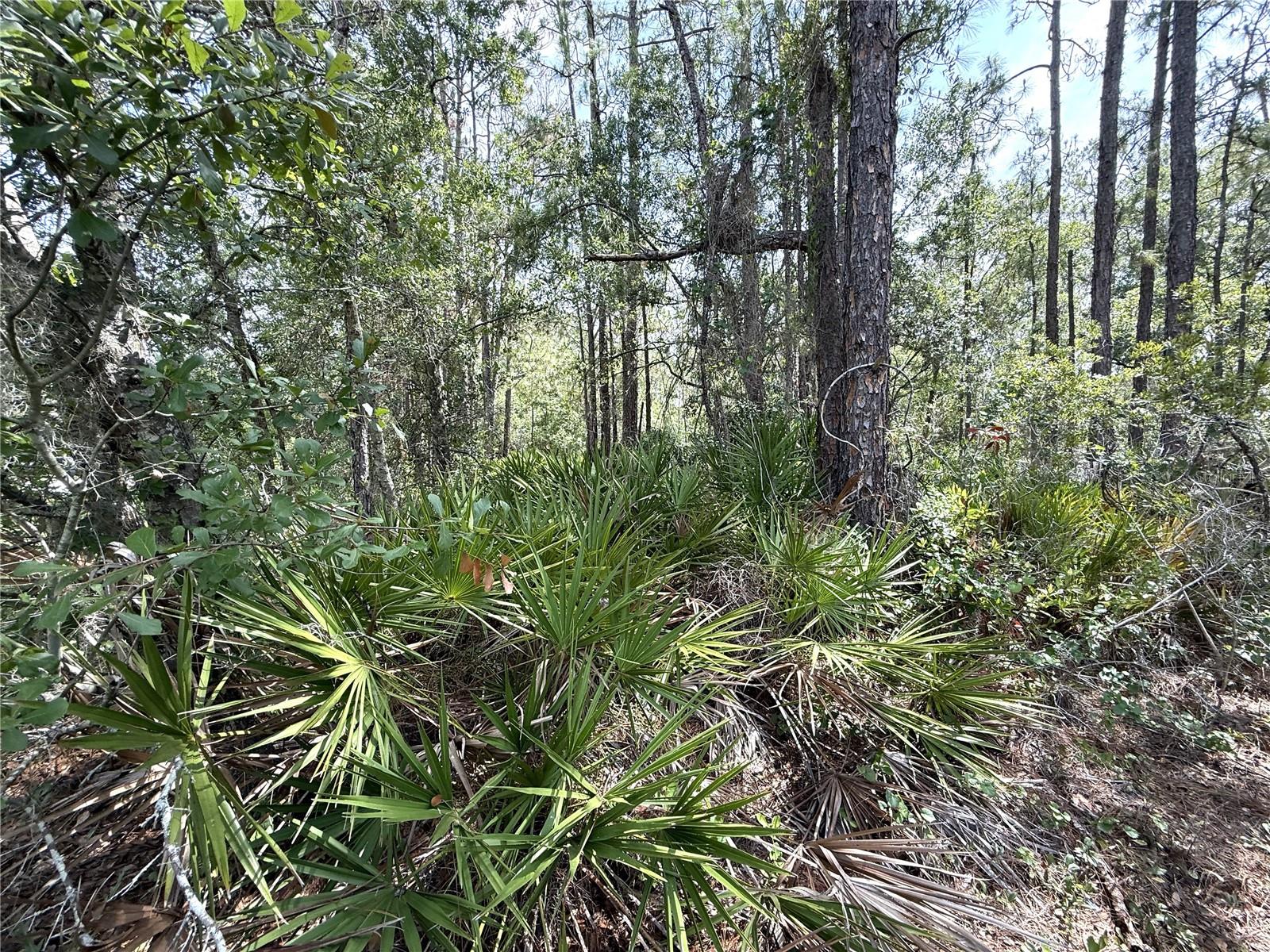 LAKE CALOOSA LANDING PH 01 - Land