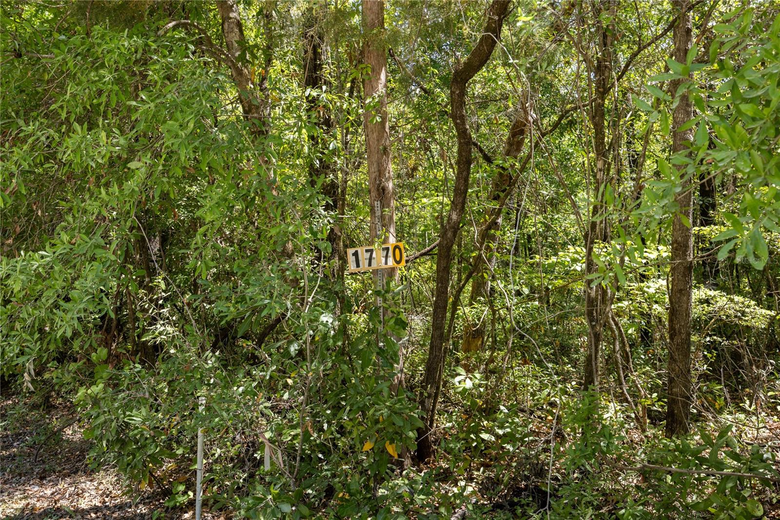 ICHETUCKNEE FOREST PH 02 - Land