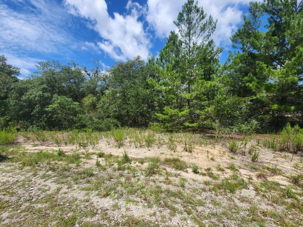 Build your dream home on this beautiful east-facing 0.99-acre lot in Rainbow Lakes Estates! Offering the perfect blend of peace, privacy, and natural surroundings, this nearly one-acre homesite provides plenty of space to create the lifestyle you've been dreaming of. Conveniently zoned for a single family residence, it's an excellent opportunity to design and build a home that fits your vision. Don't miss your chance to own a slice of Florida and make it your own!