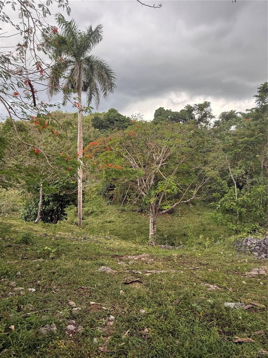 BUENA VISTA - MOROVIS NORTE WARD - Land