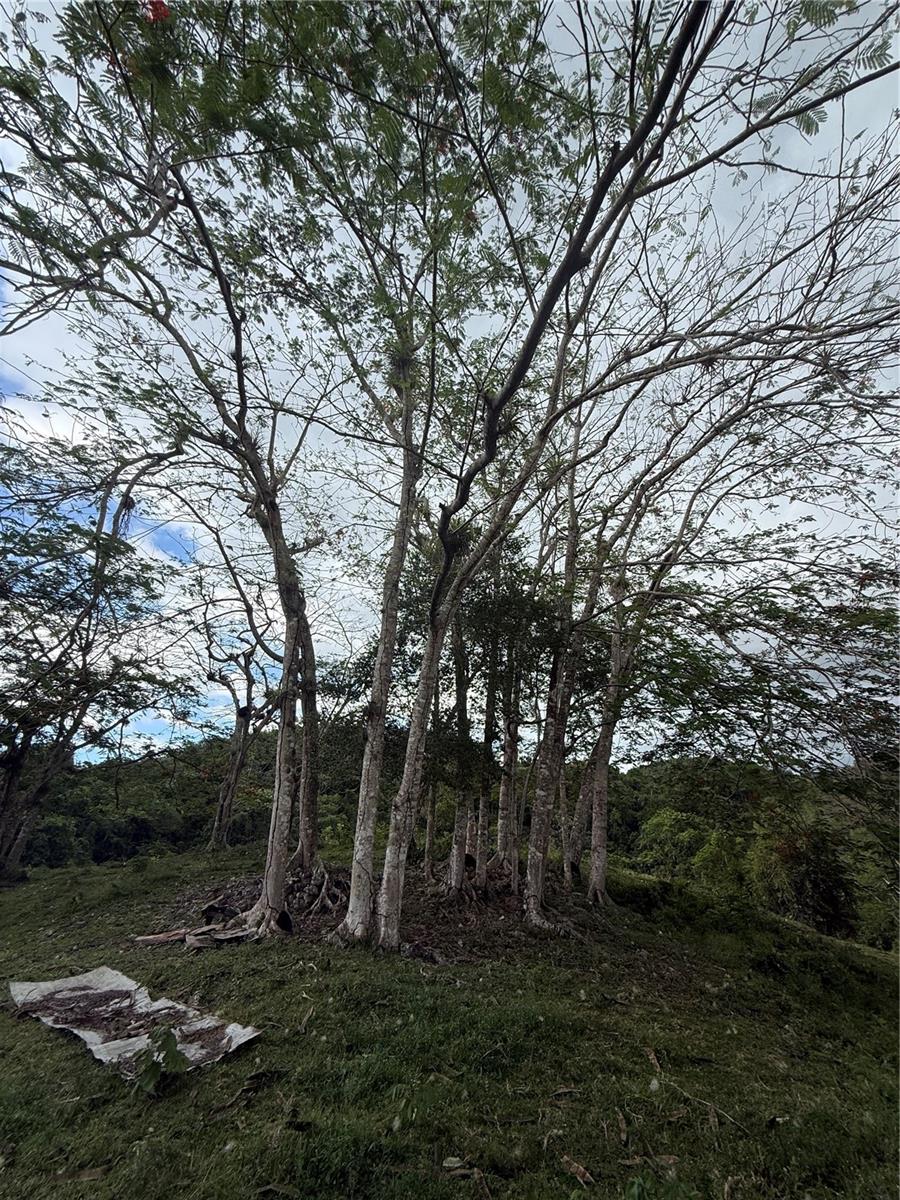 BUENA VISTA - MOROVIS NORTE WARD - Land