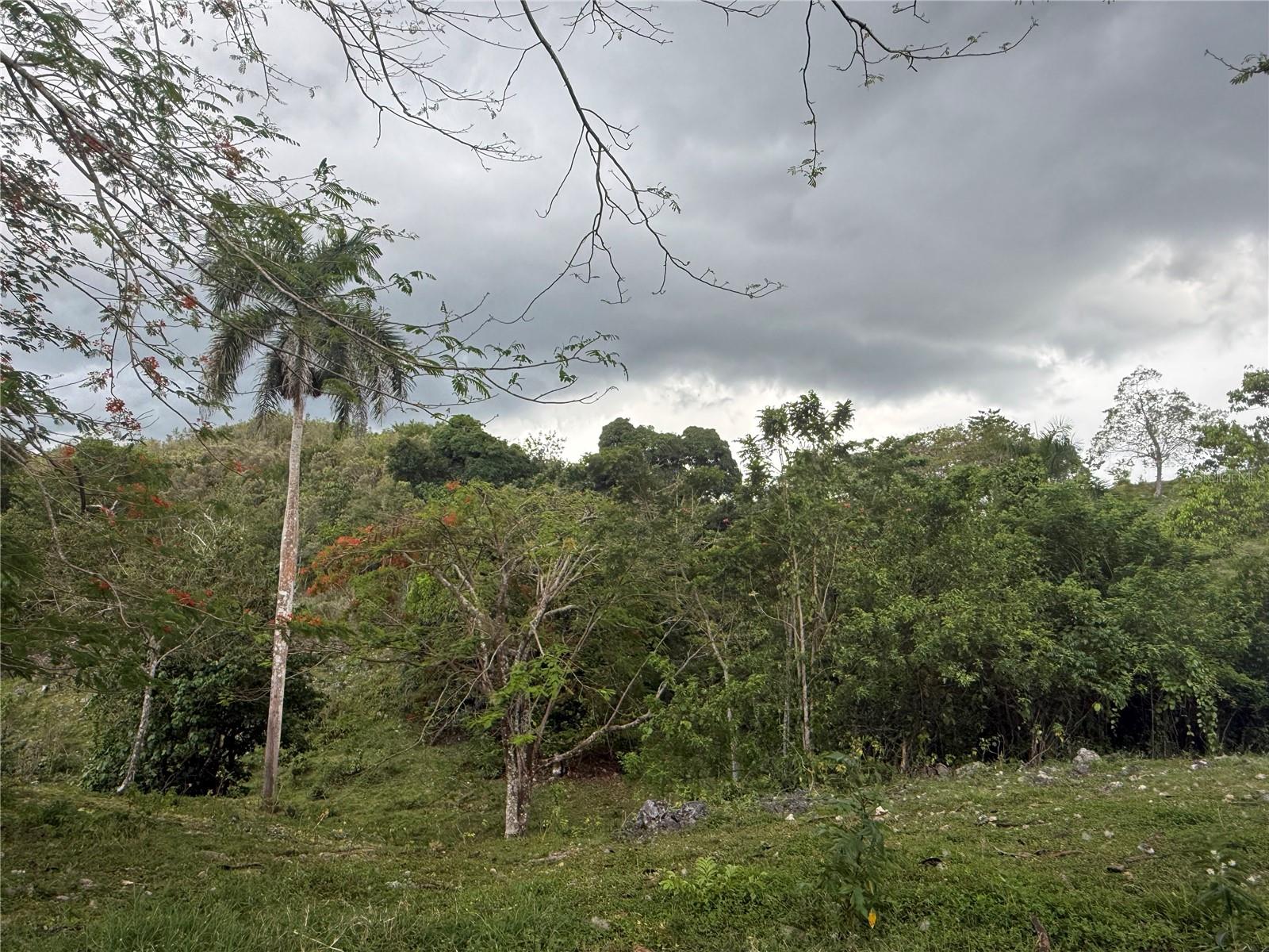 BUENA VISTA - MOROVIS NORTE WARD - Land