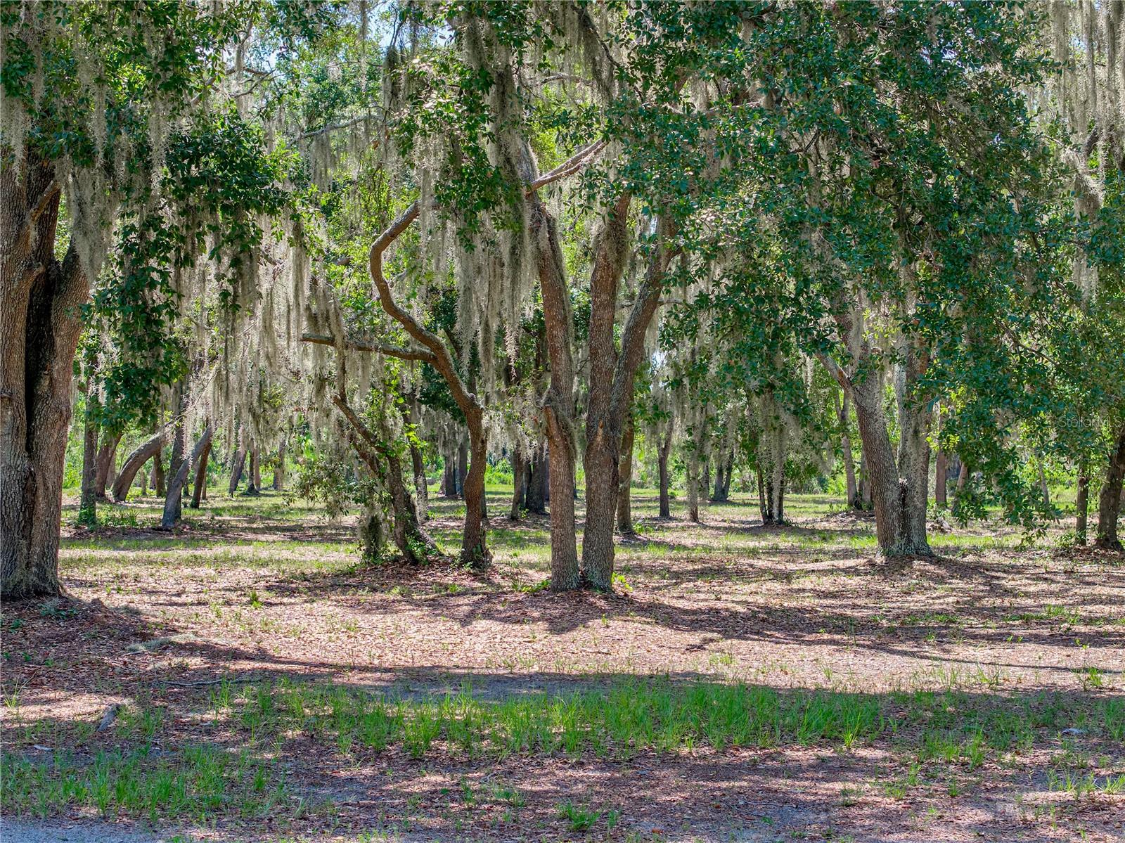 HAMMOCK OAKS RESERVE - Residential
