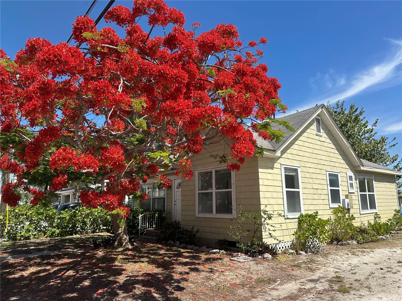 If you have been waiting for a magical waterfront location to build your future dream home, you may have just found it. Blind Pass Waterfront Property on Sunset Beach located just steps from the sand.  Currently the property includes two separate buildings, a Main House(2 Bed/2Bath) & a Detached Cottage(1 Bed).  What makes this lot so SPECIAL? Located a short walk from the beach, this lot has wide dynamic views of Smuggler’s Cove, Blind Pass Waterway to the North and Blind Pass Waterway to the South.  A newly constructed elevated home at this location could have Incredible views in all directions of Blind Pass Waterway & the Beach. The aerial video illustrates the beauty of this very special location.  The 50-foot-long dock with a 20x30 ft. platform, is big enough for entertaining. It was reinforced with extra poles so that no span is greater than 10 foot long. The 10,000 lb. boat lift  was positioned so that when the boat is up on the lift, the beautiful view of the pass is not blocked in either direction. The owner being previously a sailor, placed the dock & lift to allow room for a sailboat (4.5-foot draft) on the other side. There are no bridges going out to the Gulf, less than a mile away. There are plenty of restaurants & marinas accessible by boat. A boater's paradise with plenty of sandy islands to drop anchors on the weekend. Egmont Key, a bird sanctuary at the mouth of Tampa Bay, is only about 20 minutes away. Just a beautiful place to explore, especially on weekdays. Located on Sunset Beach where life moves at a slower pace with homes, vacation homes & restaurants within walking distance. If you are a boater or a fisherman is hard to find a better location. On good days you can go offshore for grouper or snapper. Or you can fish the flats for reds, snook, trout, or macks. But here is the thing, on bad days with too much chop, you can walk down a scenic block to the beach without needing to use the car, or you can fish on the dock for trout or sheepshead. Dolphins love the place, with an occasional manatee or jacks pounding the bait fish. Why not cast a net right from the dock to catch some… If you never lived on the water, get ready, this will be a lifestyle changer. Enjoy the photos, aerials, video & floor plans.