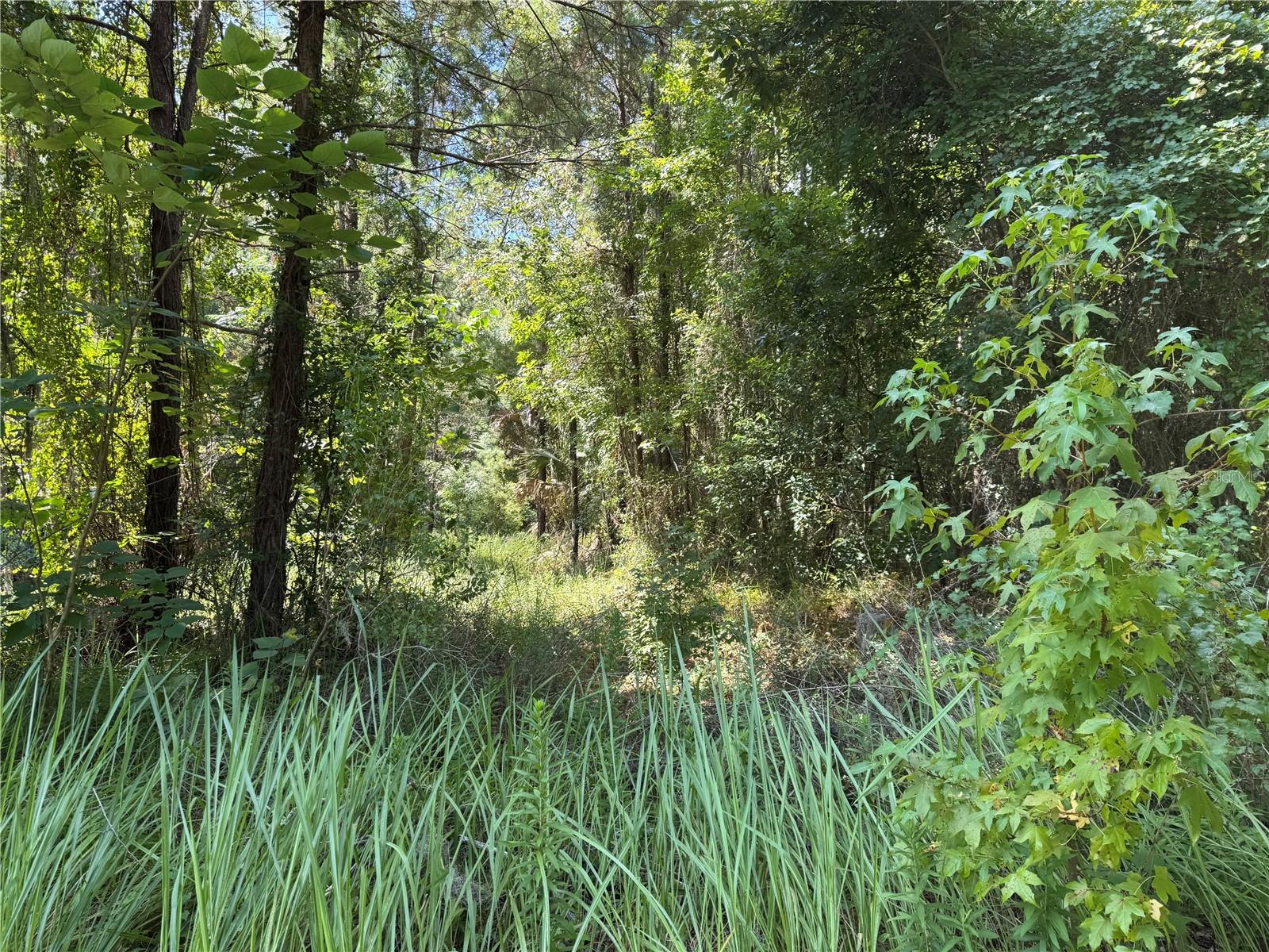 SHADY GROVE - Land