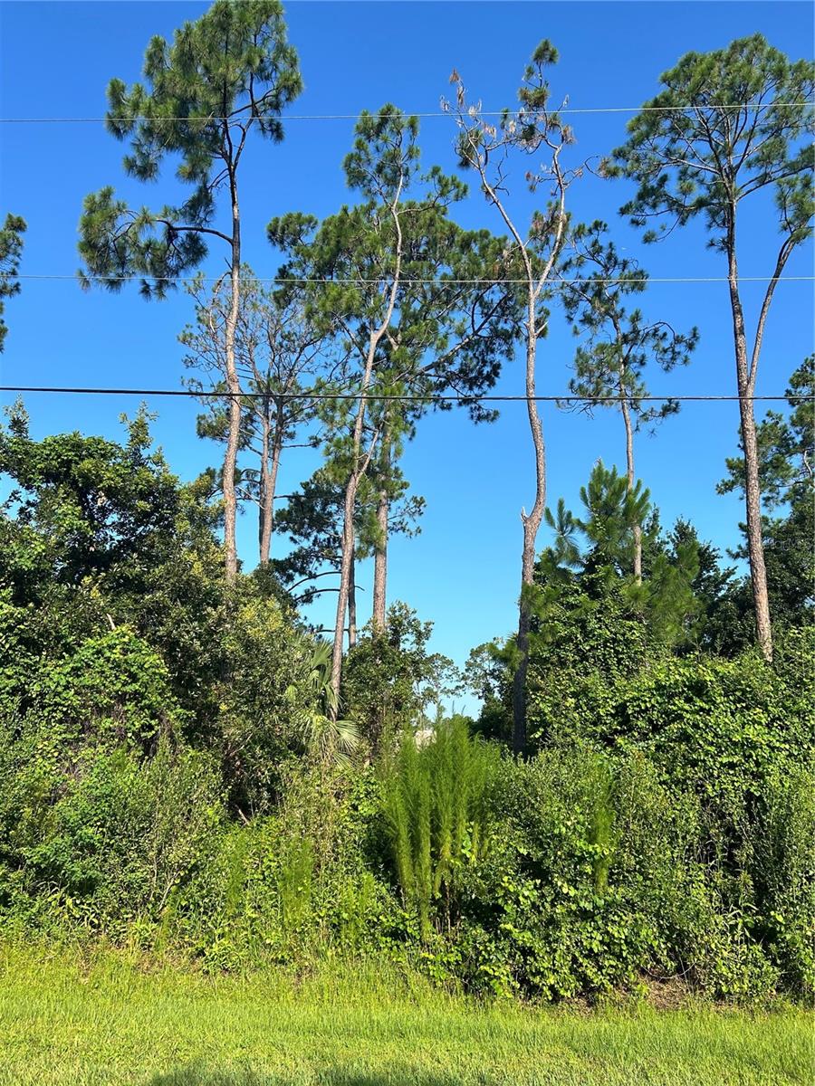 LEHIGH WOODS - Land