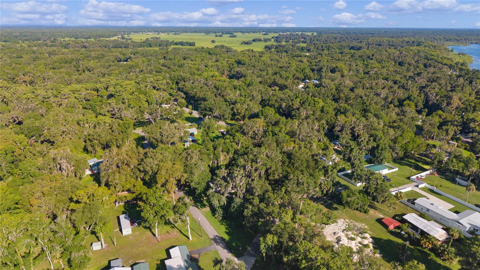 OLIVE PALM - Residential