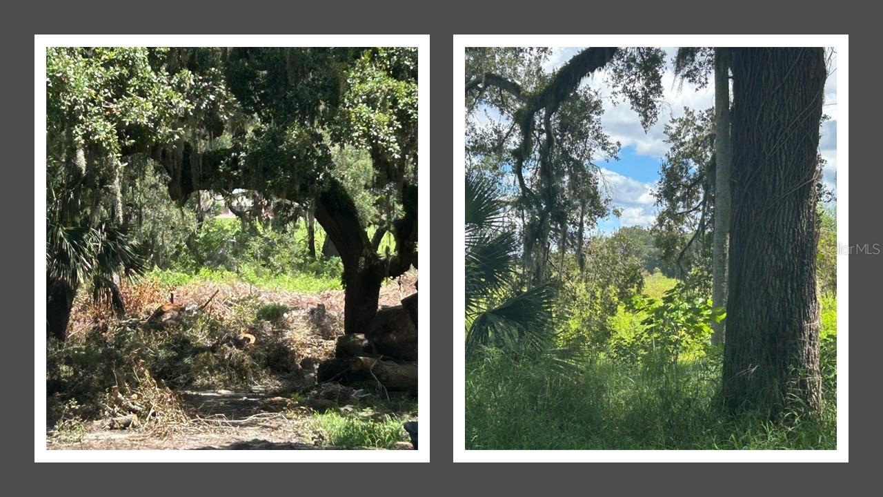 *****HUGE PRICE REDUCTION**** Property could be owner financed within certain terms.  Please contact agent to discuss in detail.  Prime 4.64-acre residential lot in the growing City of Apopka. Zoned A-1/Citrus Rural, this
expansive property offers flexibility for a custom home, private retreat, or small hobby farm.
Gently rolling terrain with mature trees creates a picturesque setting, with existing electricity and
well water available. Conveniently located near Wekiwa Springs State Park, Kelly Park, and
Lake Apopka Wildlife Trail, plus shopping, dining, and FL-429 for easy commuting. Rare
opportunity to enjoy seclusion and natural beauty with quick access to Orlando.