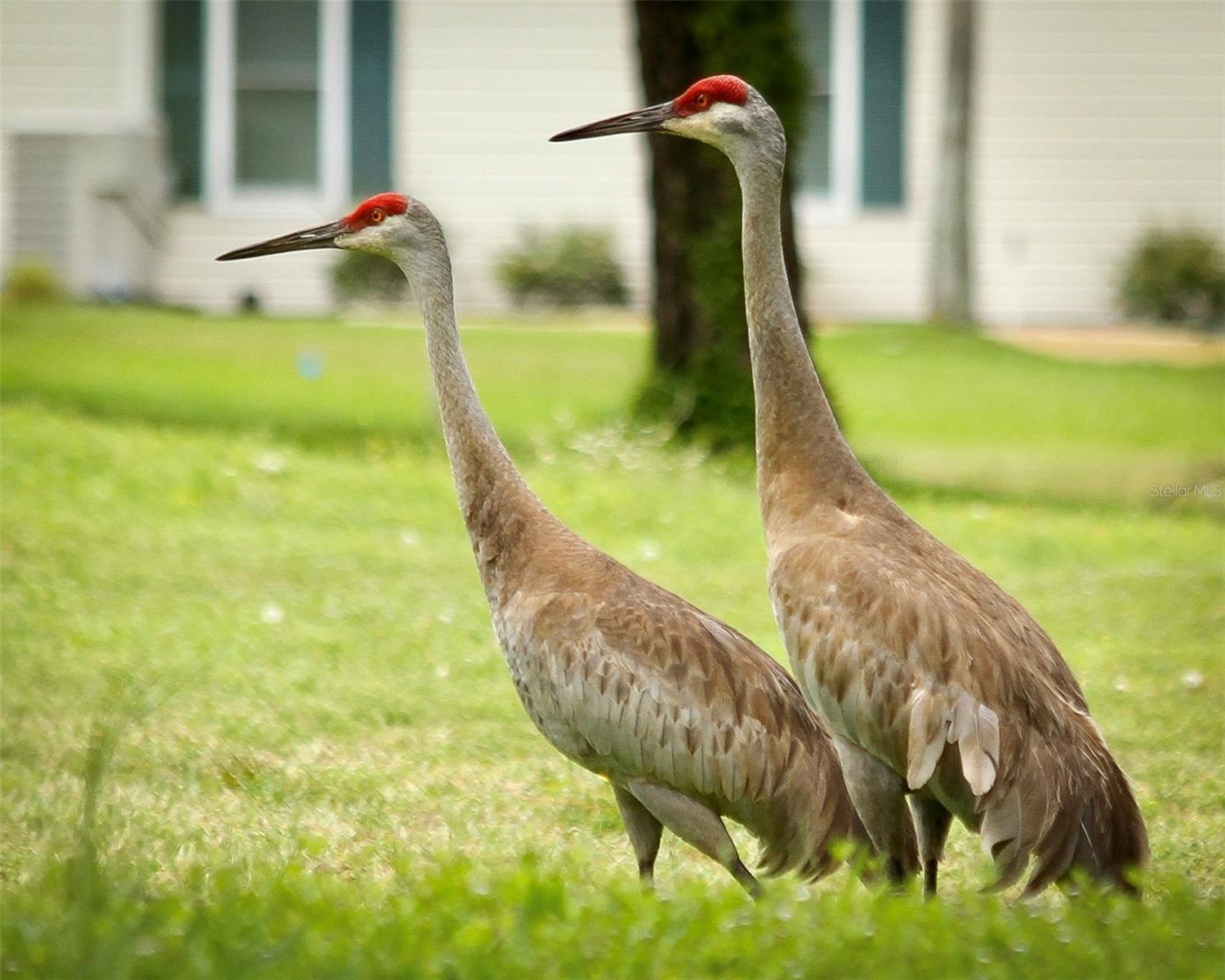 SPRUCE CREEK PRESERVE I - Residential