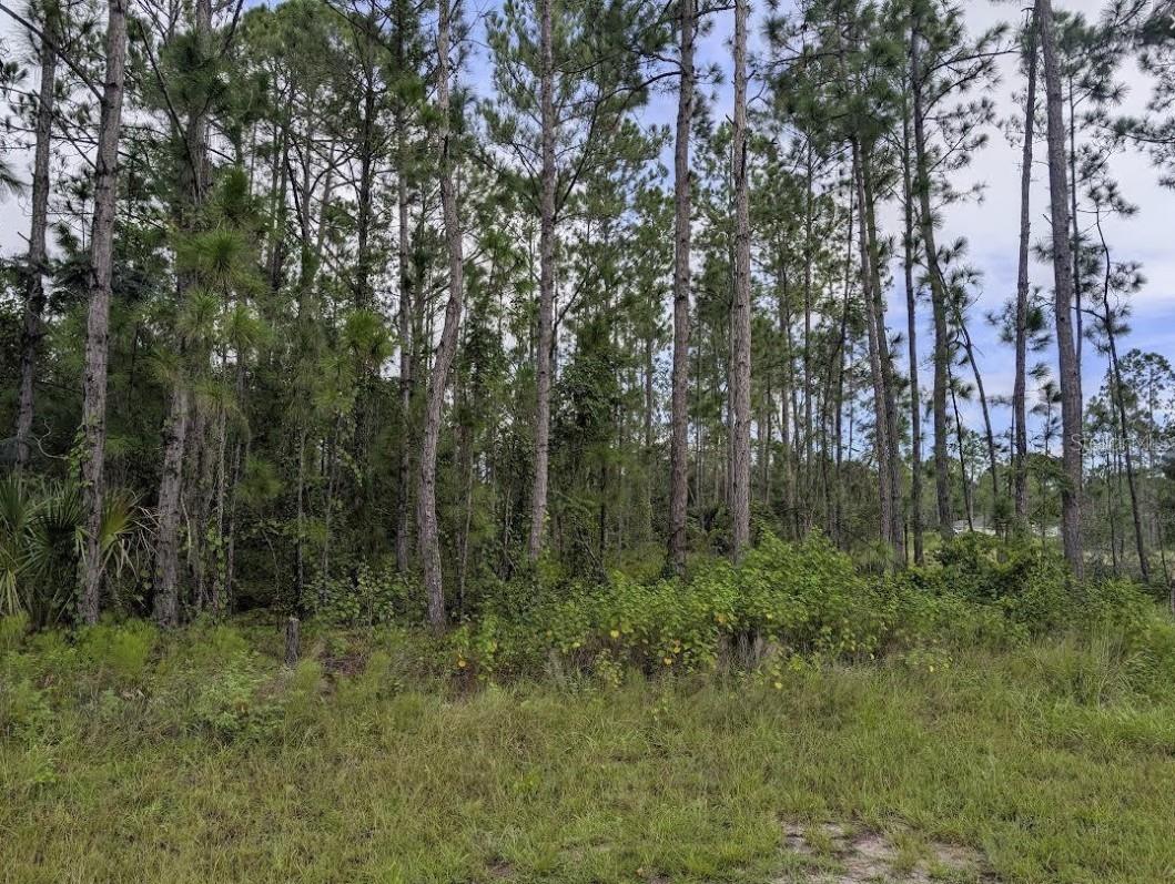 INDIAN LAKE ESTATES - Land