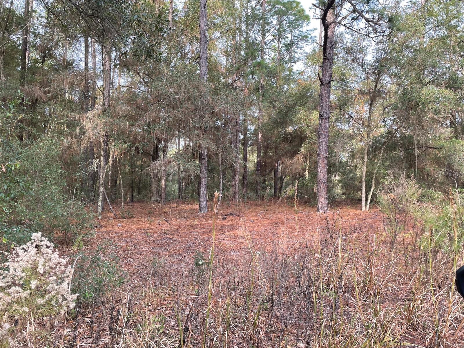 VERY NICE WOODED AND TREED 0.25 ACRE LOT TO BUILD YOUR DREAM HOME (No Mobile Homes). LOCATED IN THE GROWING COMMUNITY OF RAINBOW PARK, JUST IMAGINE SPENDING RELAXING TIME WITH FAMILY AND FRIENDS ENTERTAINING IN YOUR BEAUTIFUL NEW HOME ENJOYING SERENE NATURE-FILLED DAYS IN THE SPLENDID FLORIDA SUNSHINE! CONVENIENTLY LOCATED TO HWY 40, I-75, AND BEAUTIFUL OCALA WHERE YOU'LL FIND PLENTY OF SHOPPING, MEDICAL FACILITIES AND RESTAURANTS, THE QUAINT TOWN OF DUNNELLON, THE GULF COAST, WORLD EQUESTRIAN CENTER, GREAT FOR THE EQUINE ENTHUSIAST AND THE CRYSTAL-CLEAR WATERS OF RAINBOW SPRINGS STATE PARK WHERE YOU CAN ENJOY SWIMMING, KAYAKING, SNORKELING, TUBING AND PICNICING. COME CLAIM YOUR PIECE OF PARADISE!!