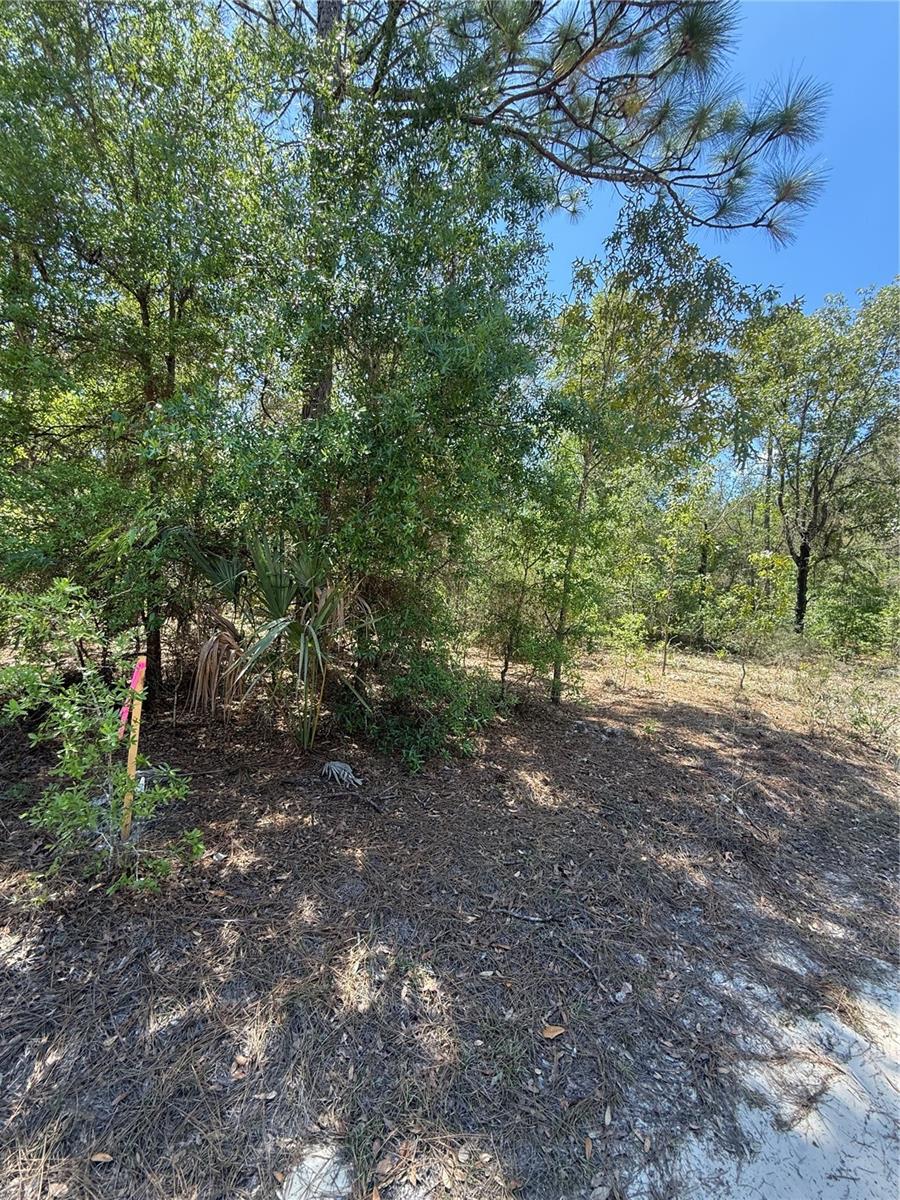 1.25 ACRE LOT ON DIRT ROAD, ZONED RESIDENTIAL Ag, SURVEY AVAILABLE, NOT IN A FLOOD ZOBNE....READY TO PICK UP AS INVESTMENT OR BUILD YOUR HOME!!