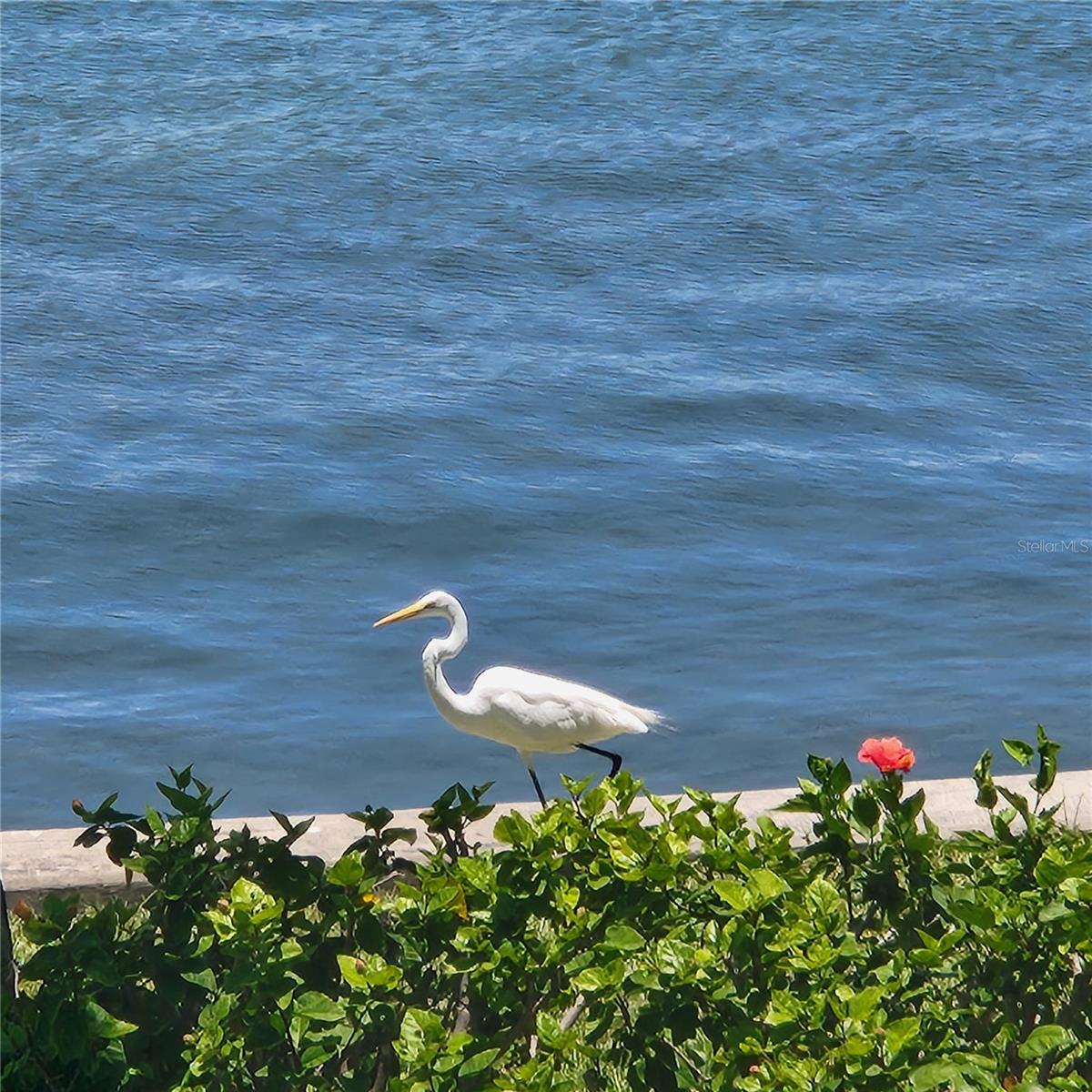 SARASOTA HARBOR EAST - Residential
