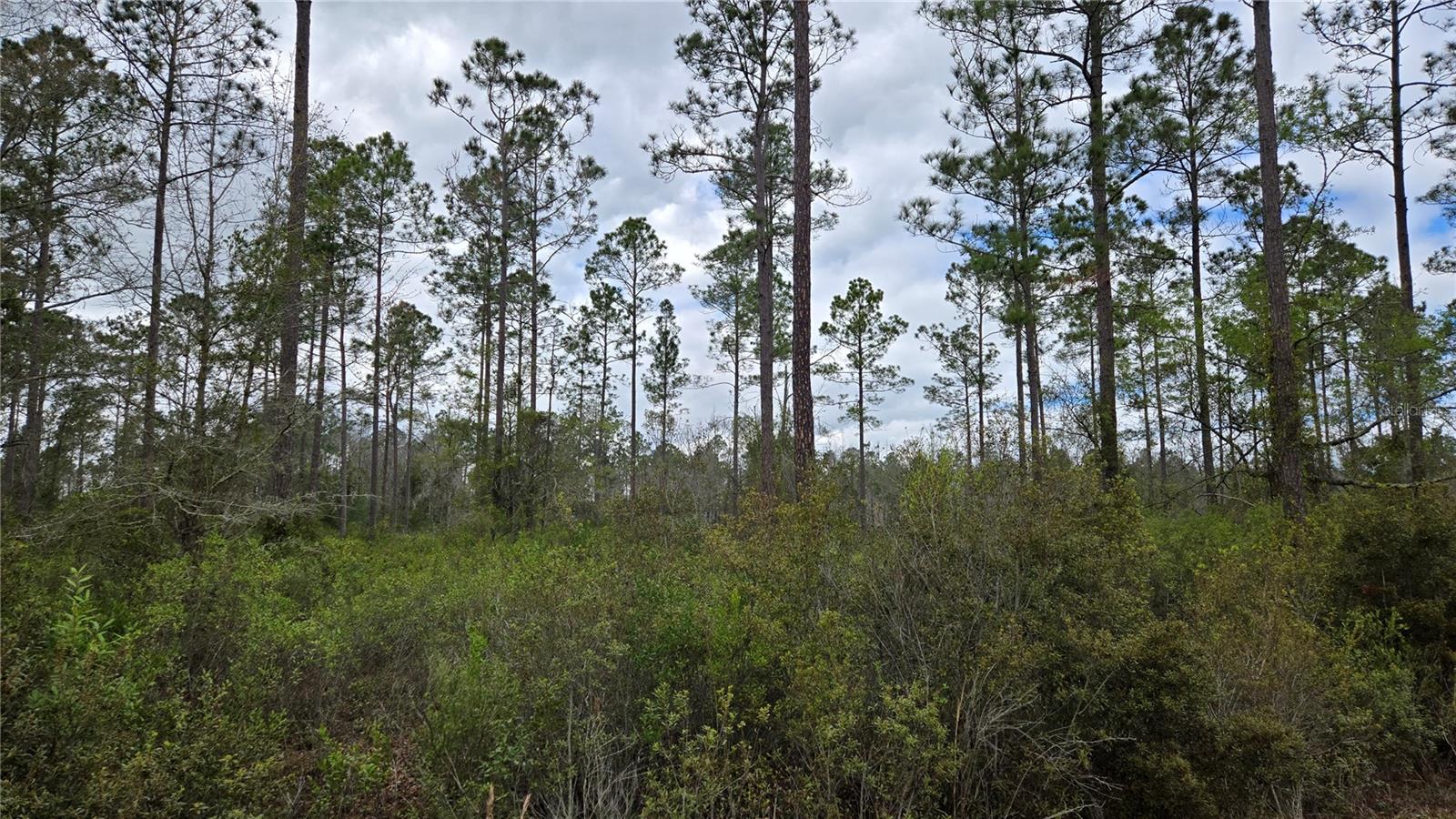 WOODS AT FALLING CREEK - Land