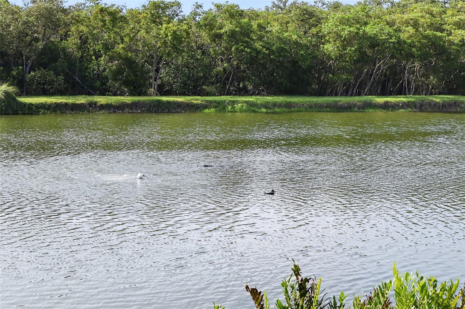 LONG BAYOU - Residential