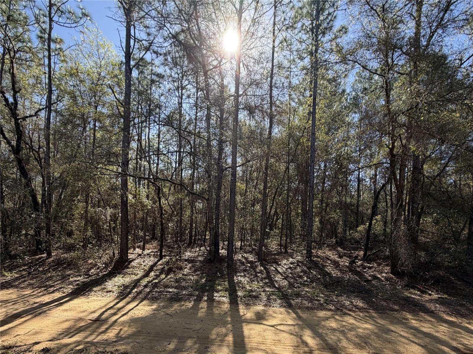 Investor Opportunity: .18-Acre Buildable Lot Between Flamingo Lake & Hart Lake
This 7,841 sq ft parcel offers strong potential for a new build in a desirable location surrounded by two lakes. With a manageable lot size, this property provides a clean slate for investors, builders, or developers looking to create value. Whether you’re planning a long-term hold, a custom build, or a resale project, this lot offers a rare chance to shape your next investment from the ground up.