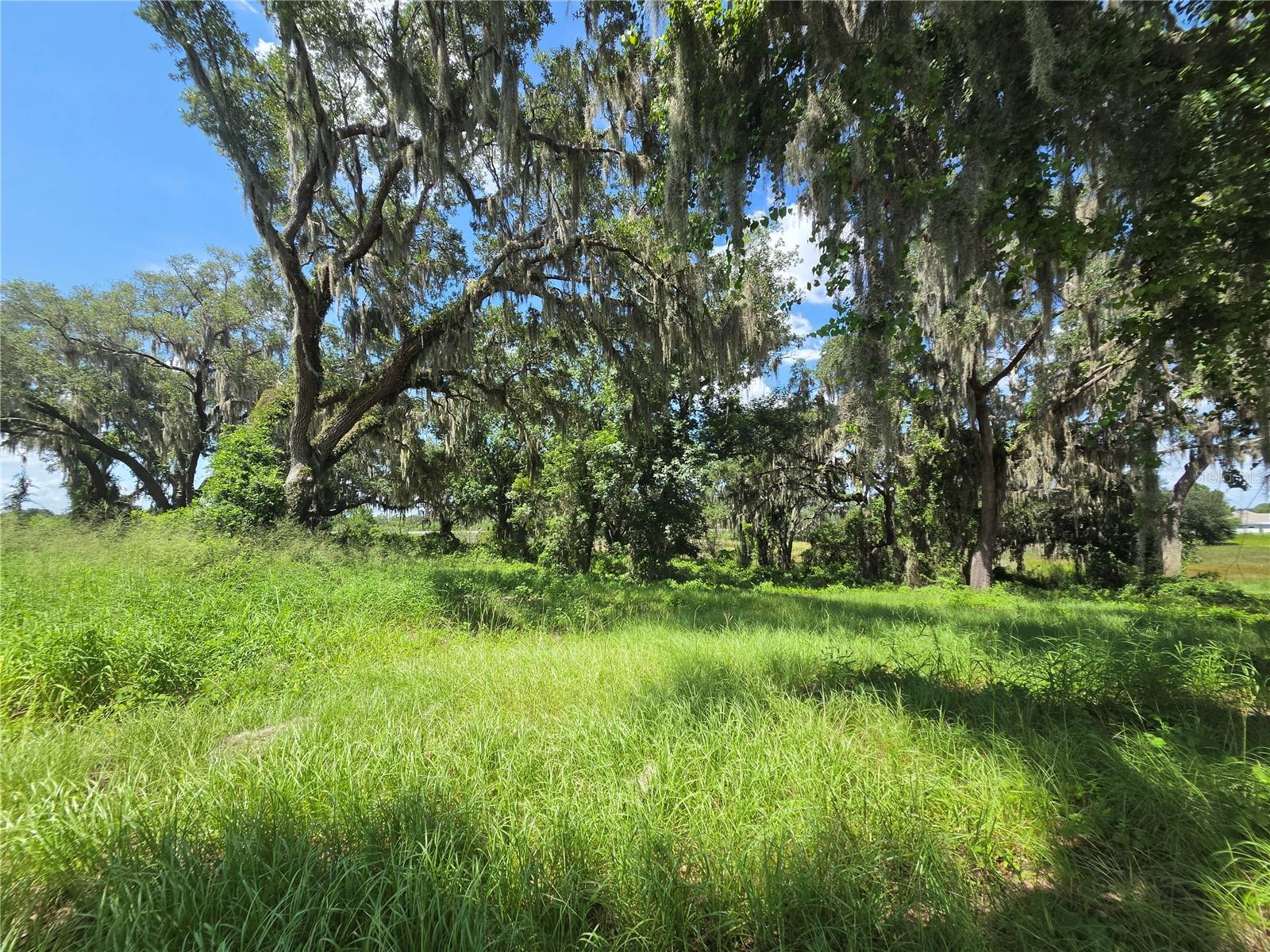 BLUE SPRING RESERVE - Land