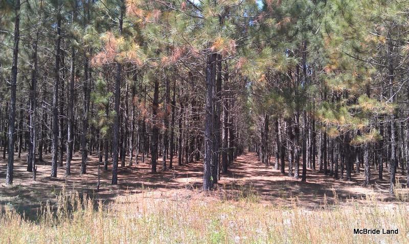 BLUE RUN RANCHES - Land